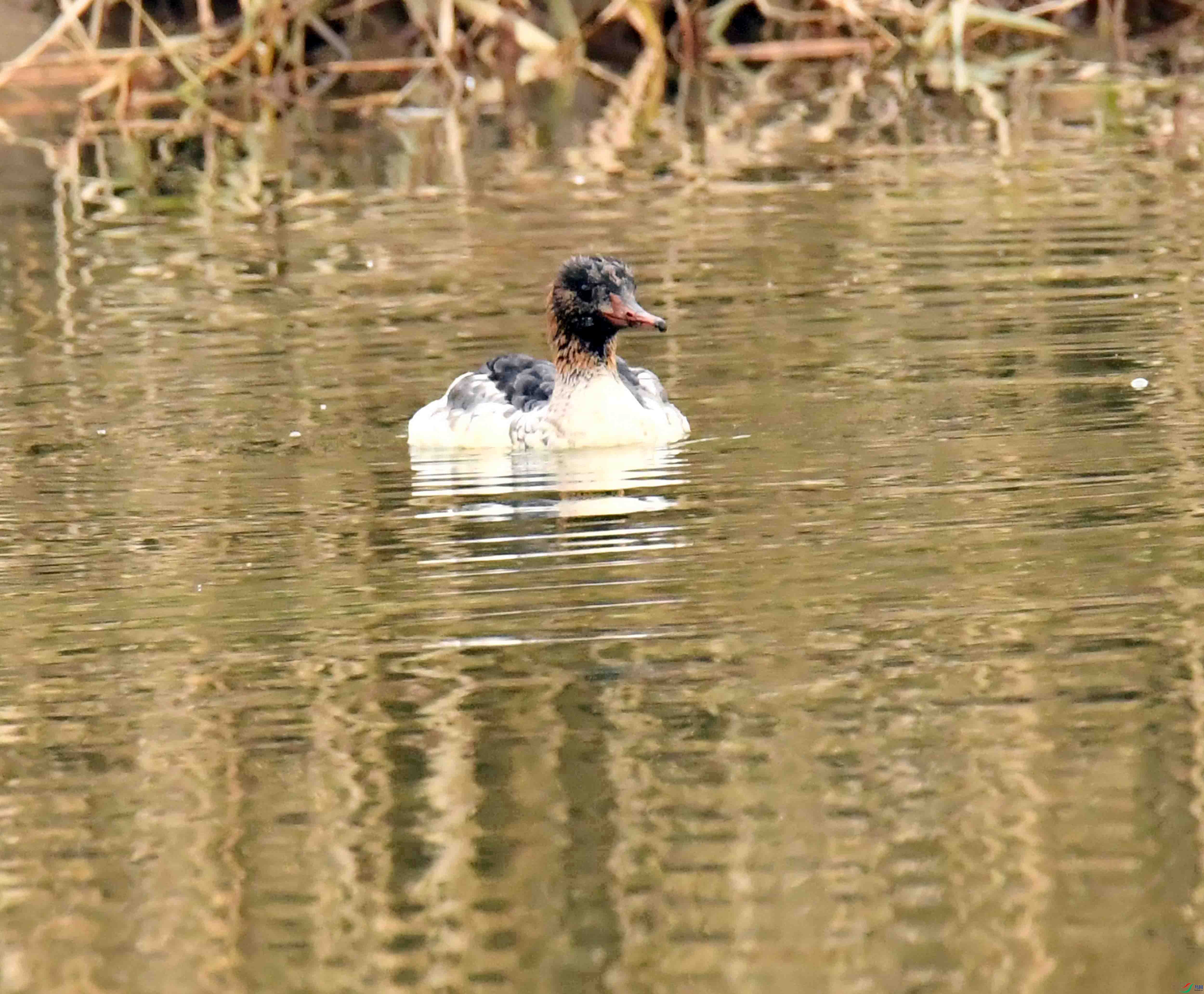 DSC_1453.JPG