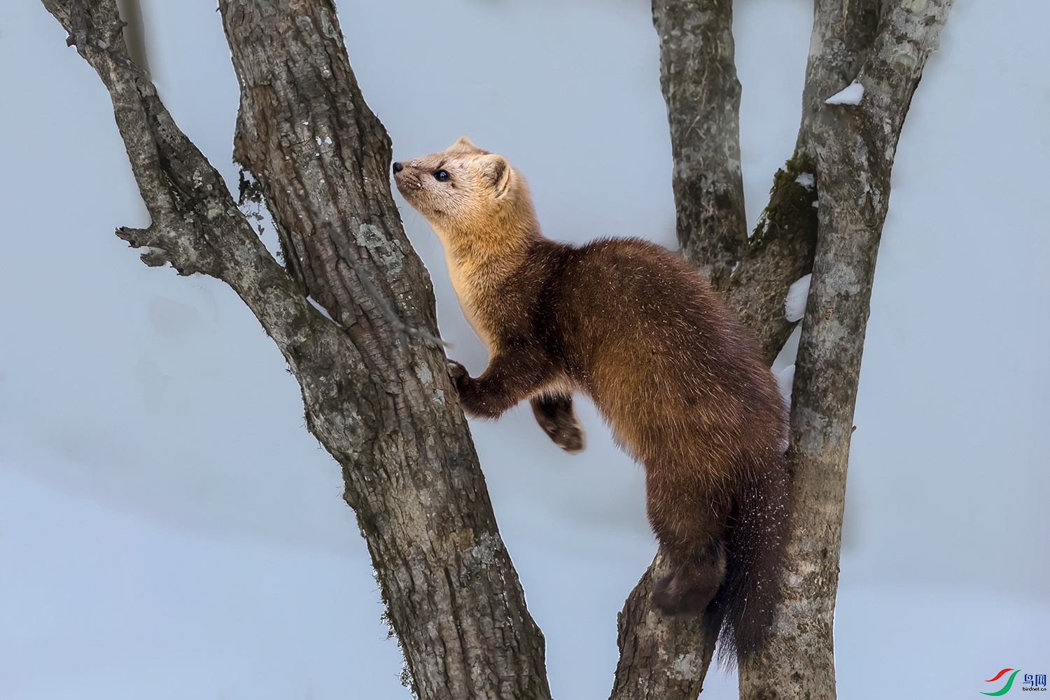 ����----��������è