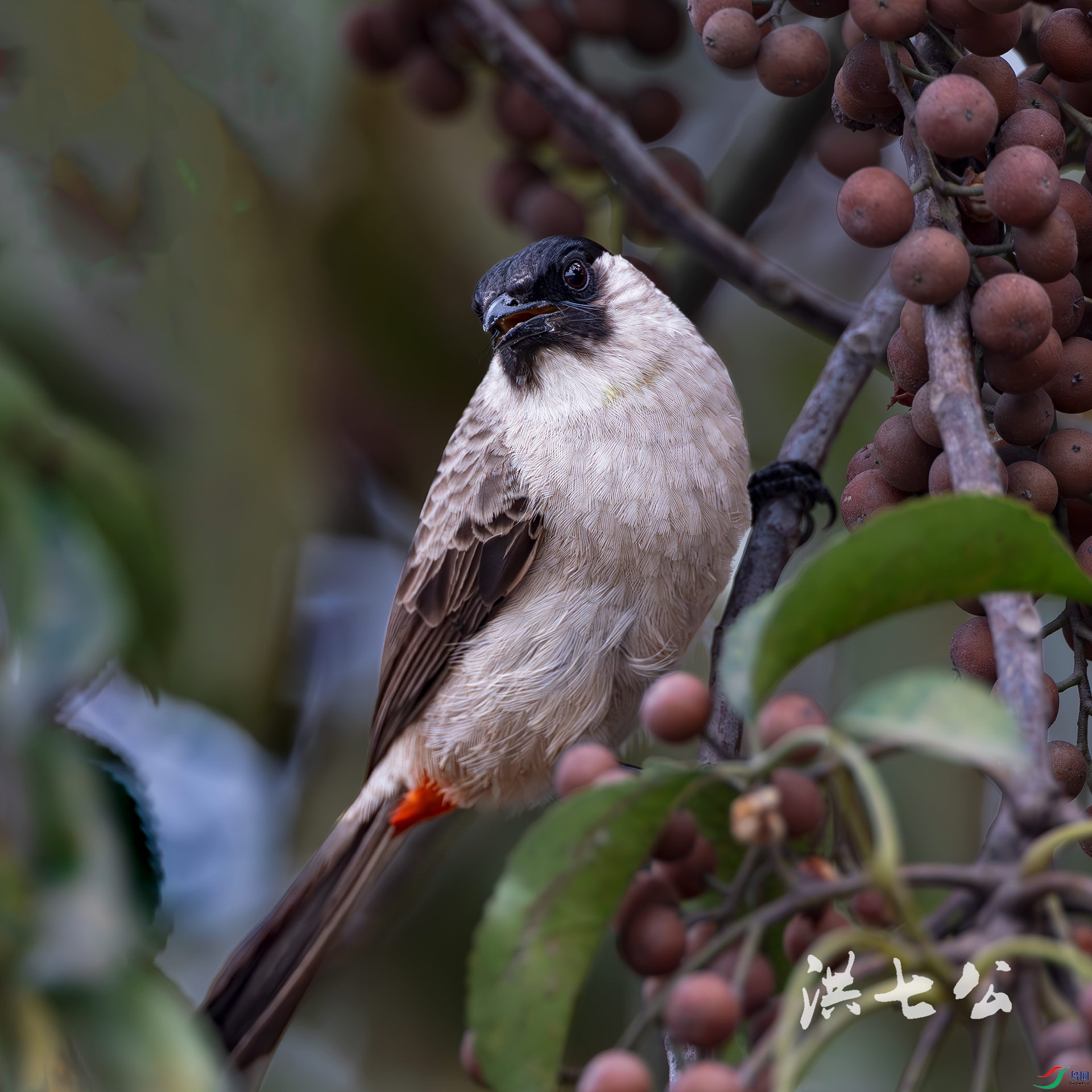 �׺�������