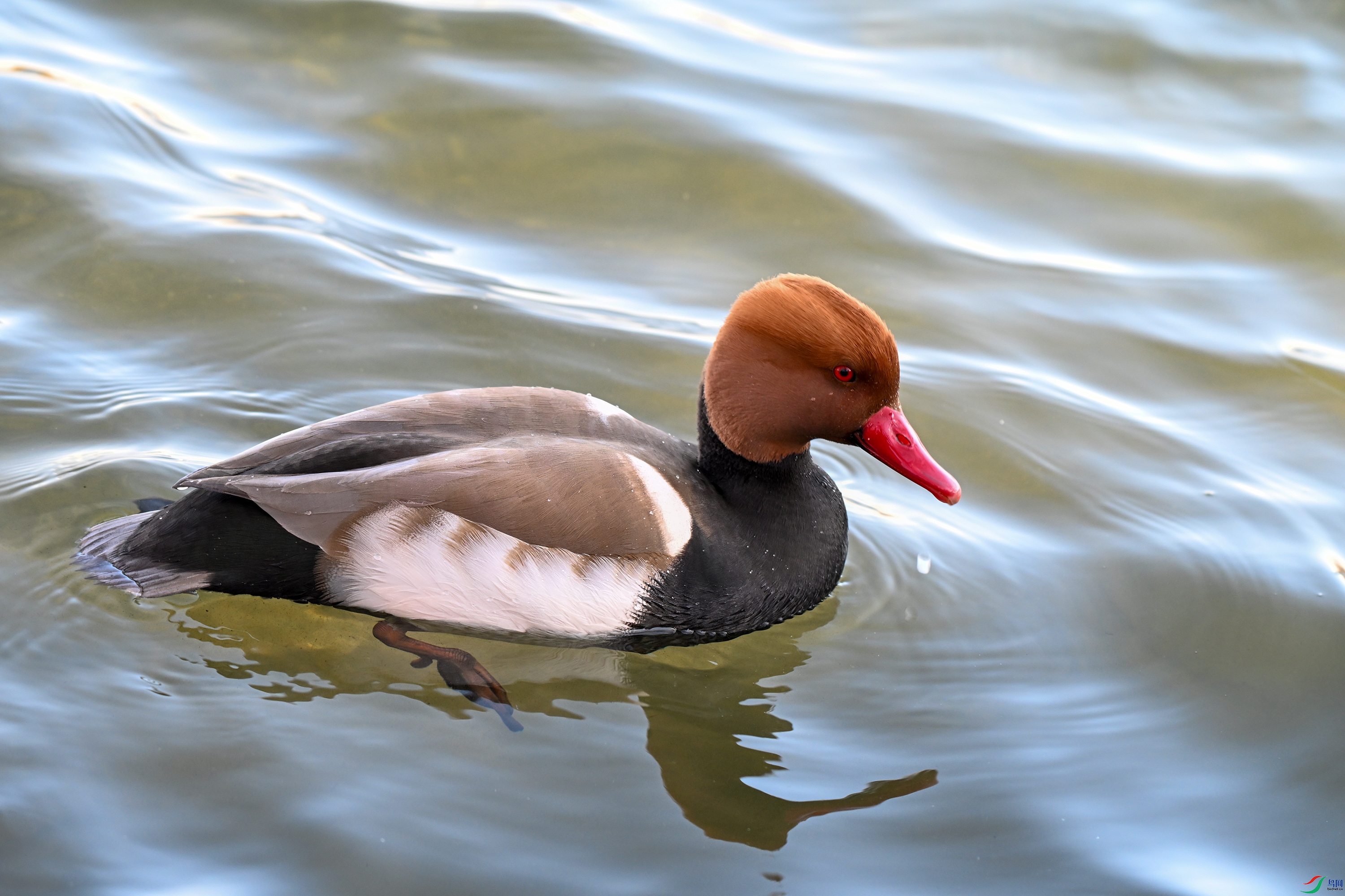 DSC_7442.JPG