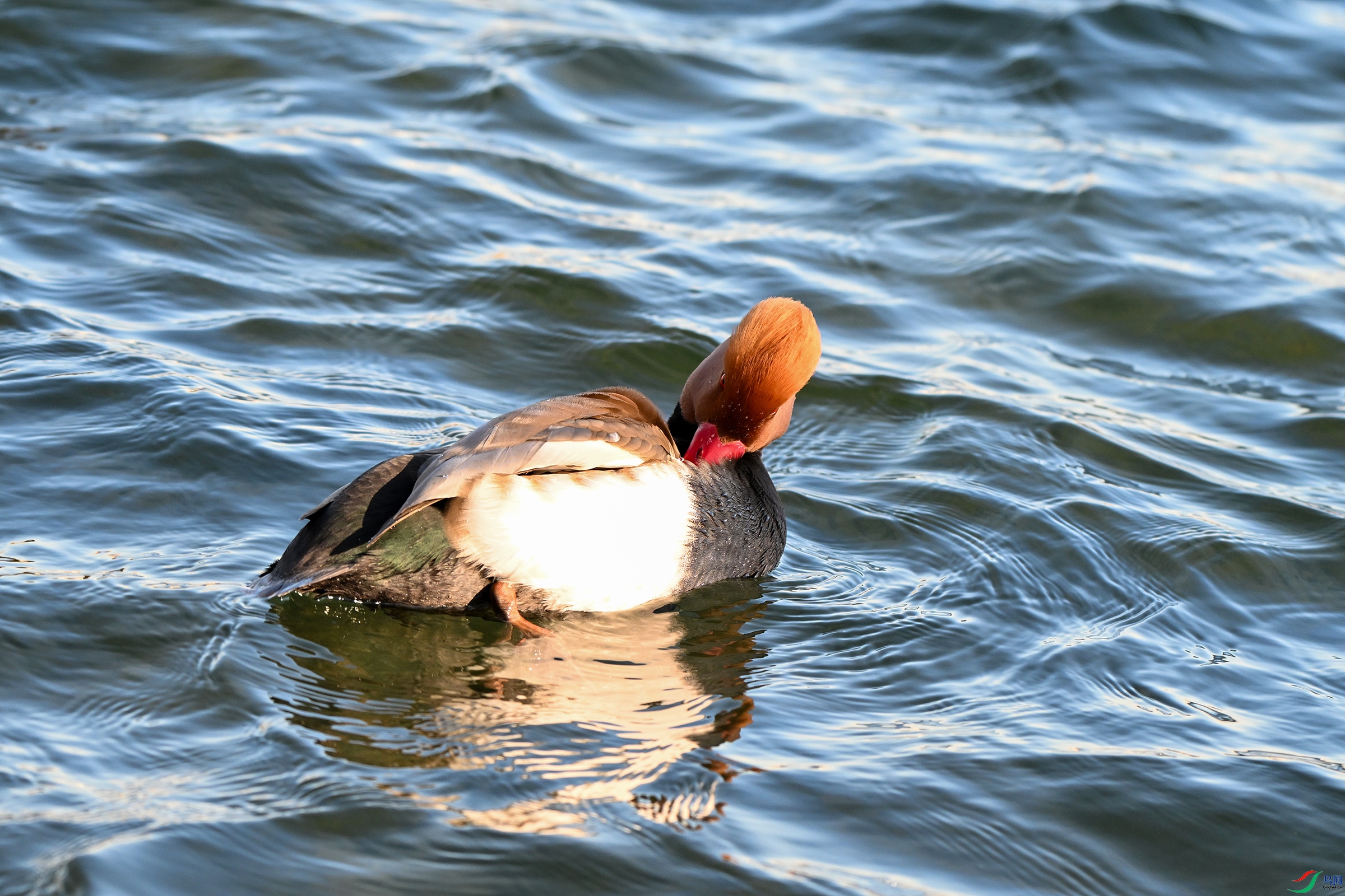 DSC_7546.JPG