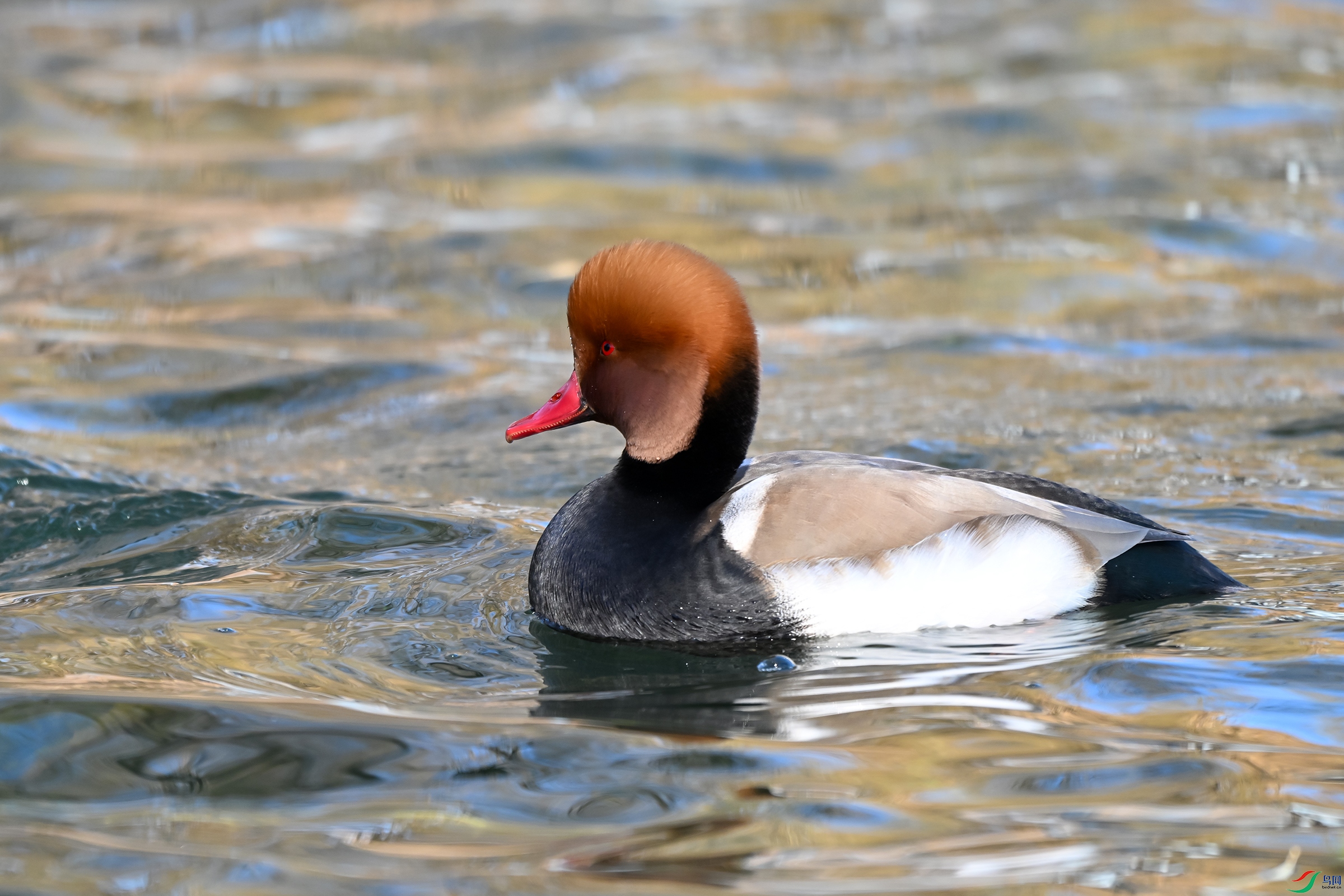 DSC_7598.JPG