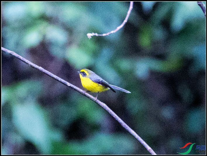 �Ƹ���β�l