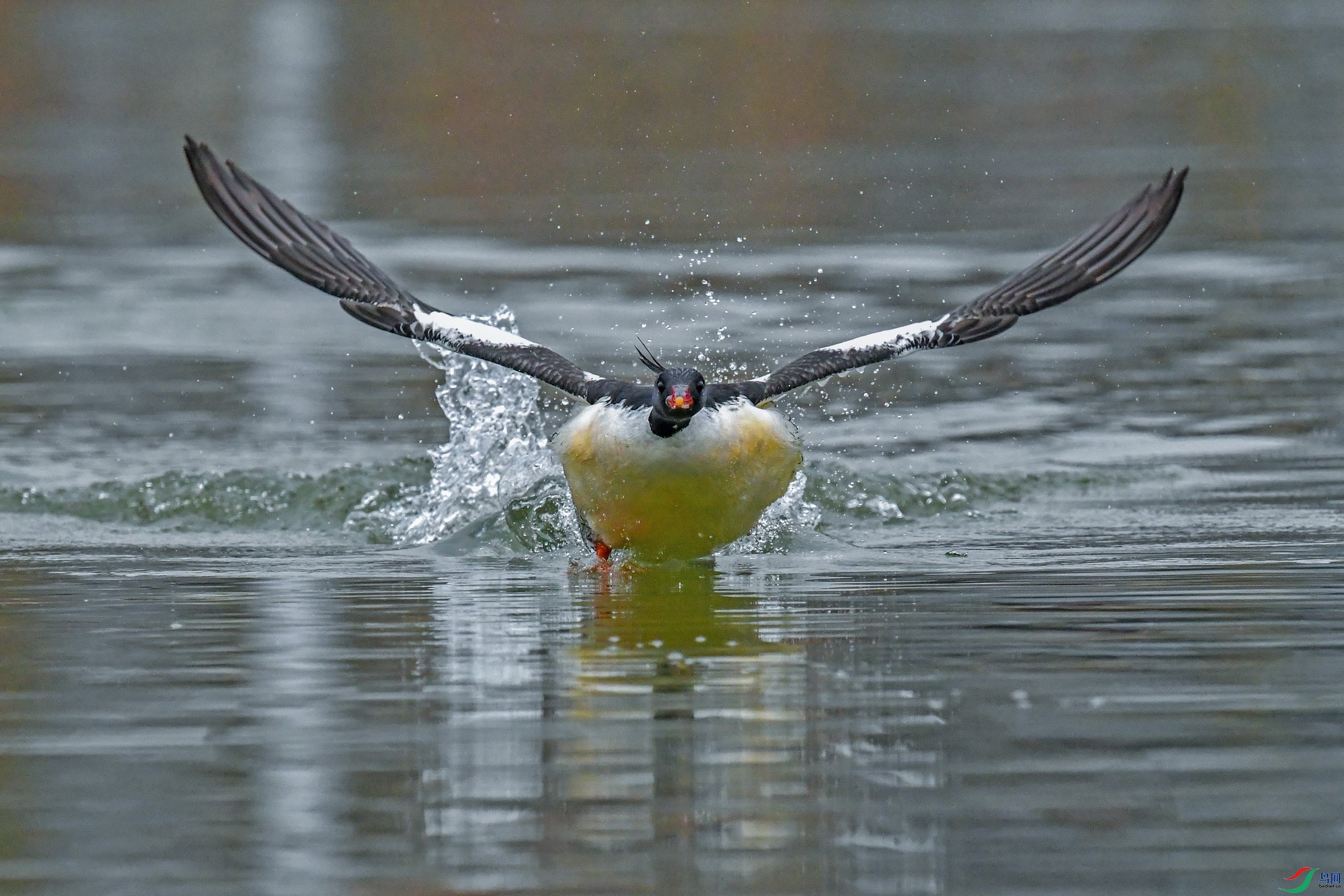 DSC_4163 ����.jpg