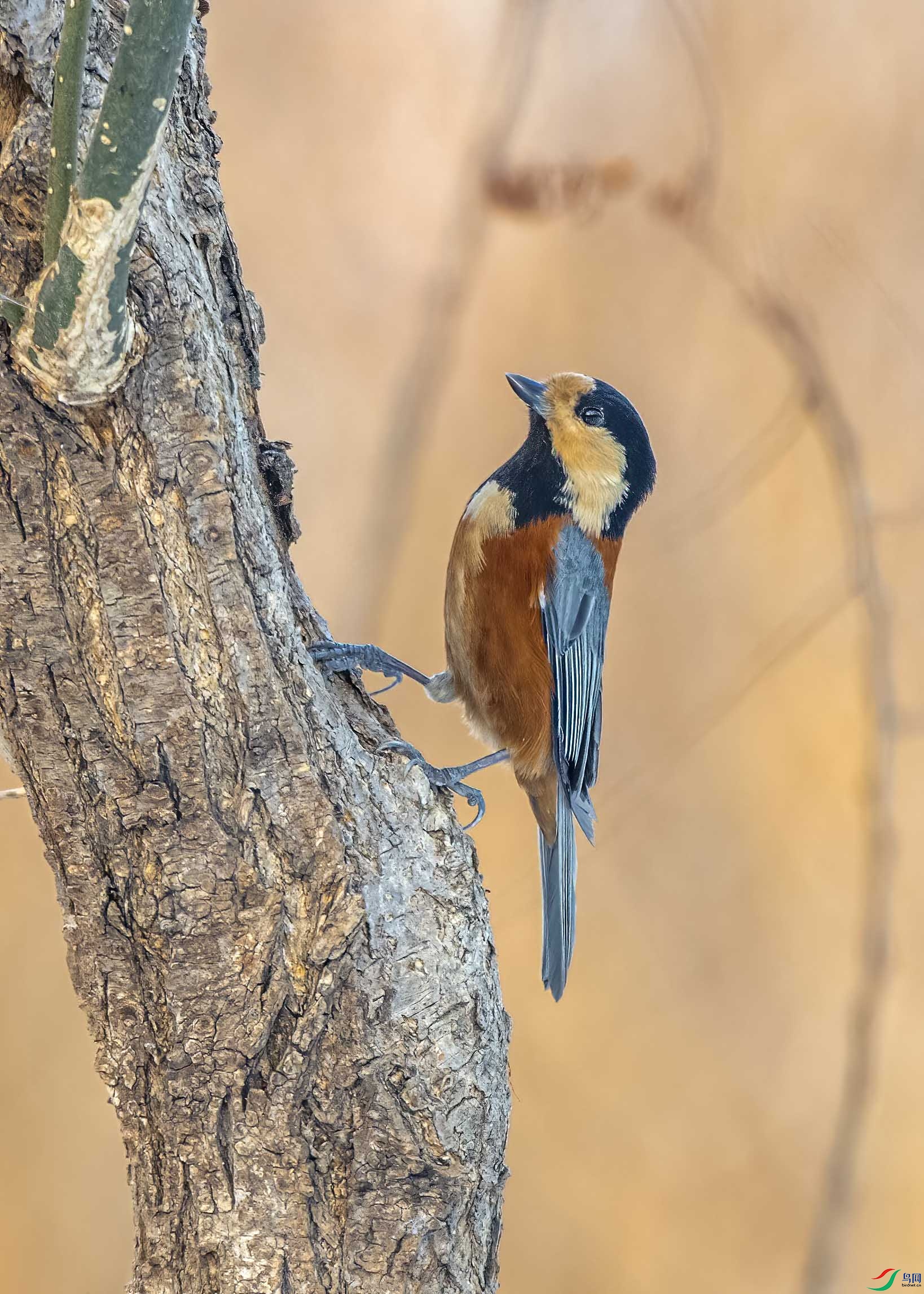 DSC_7388 ����.jpg