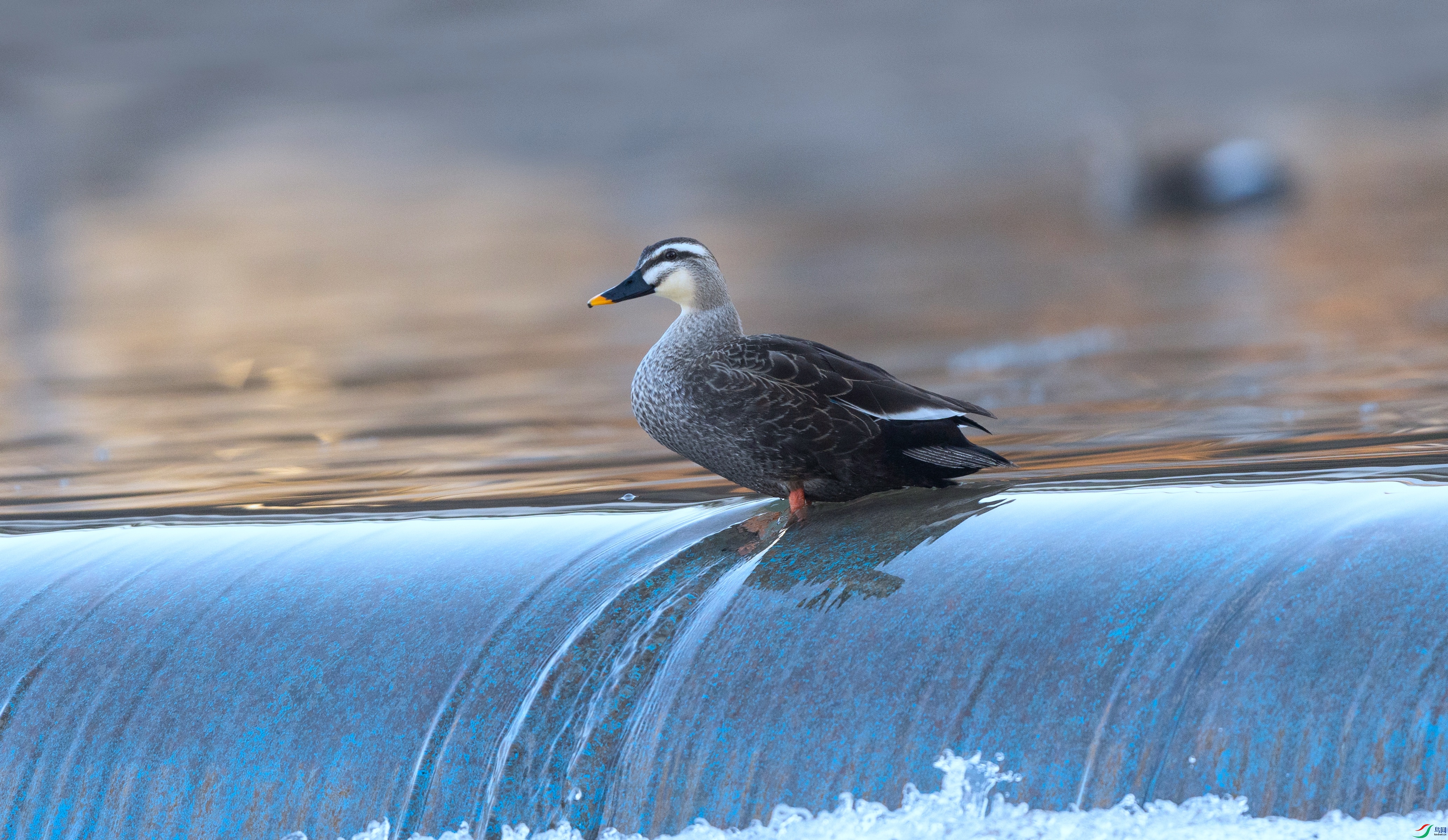 7X5A7604 - ����.jpg