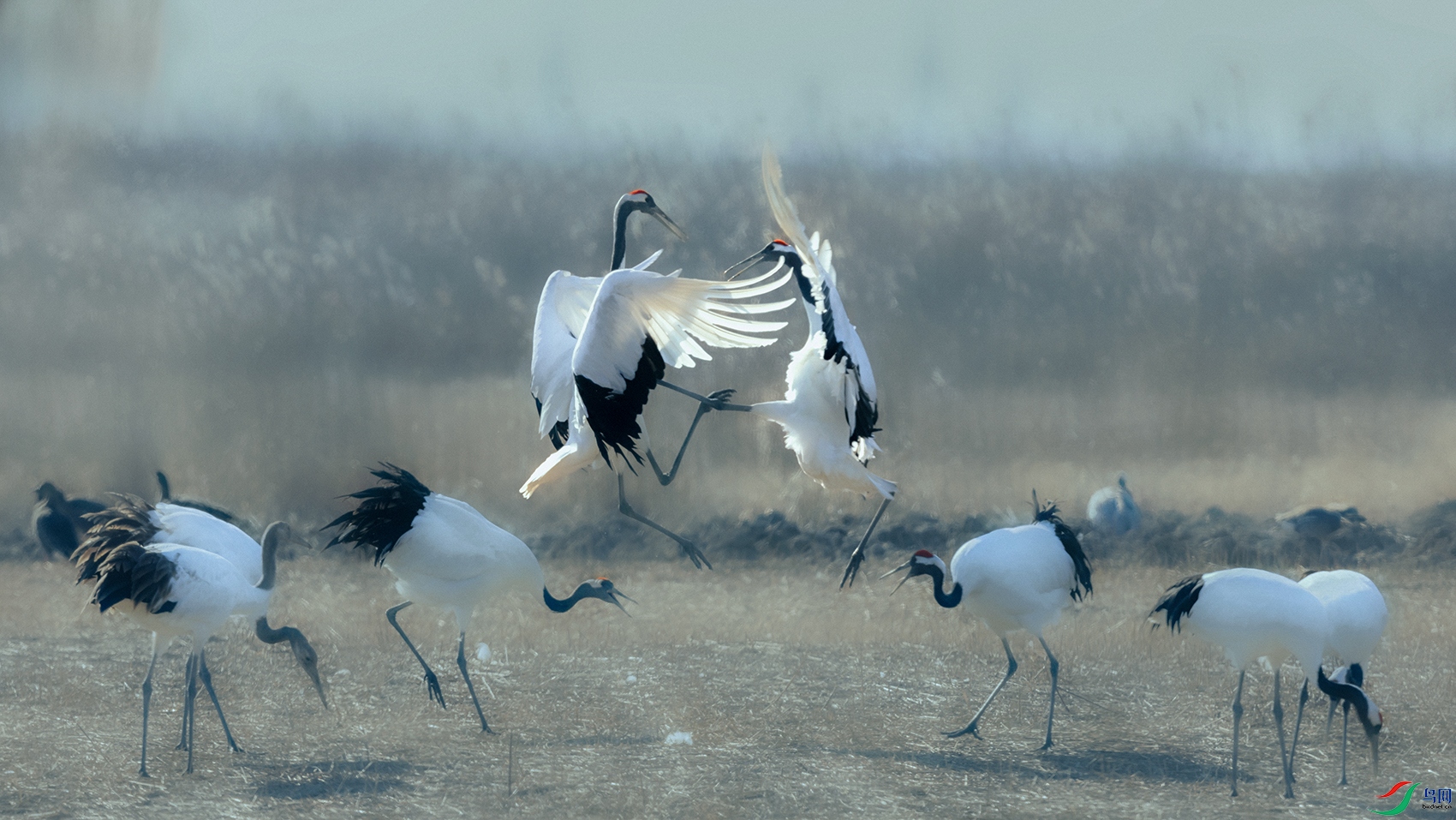 ������----���������ѩ�����