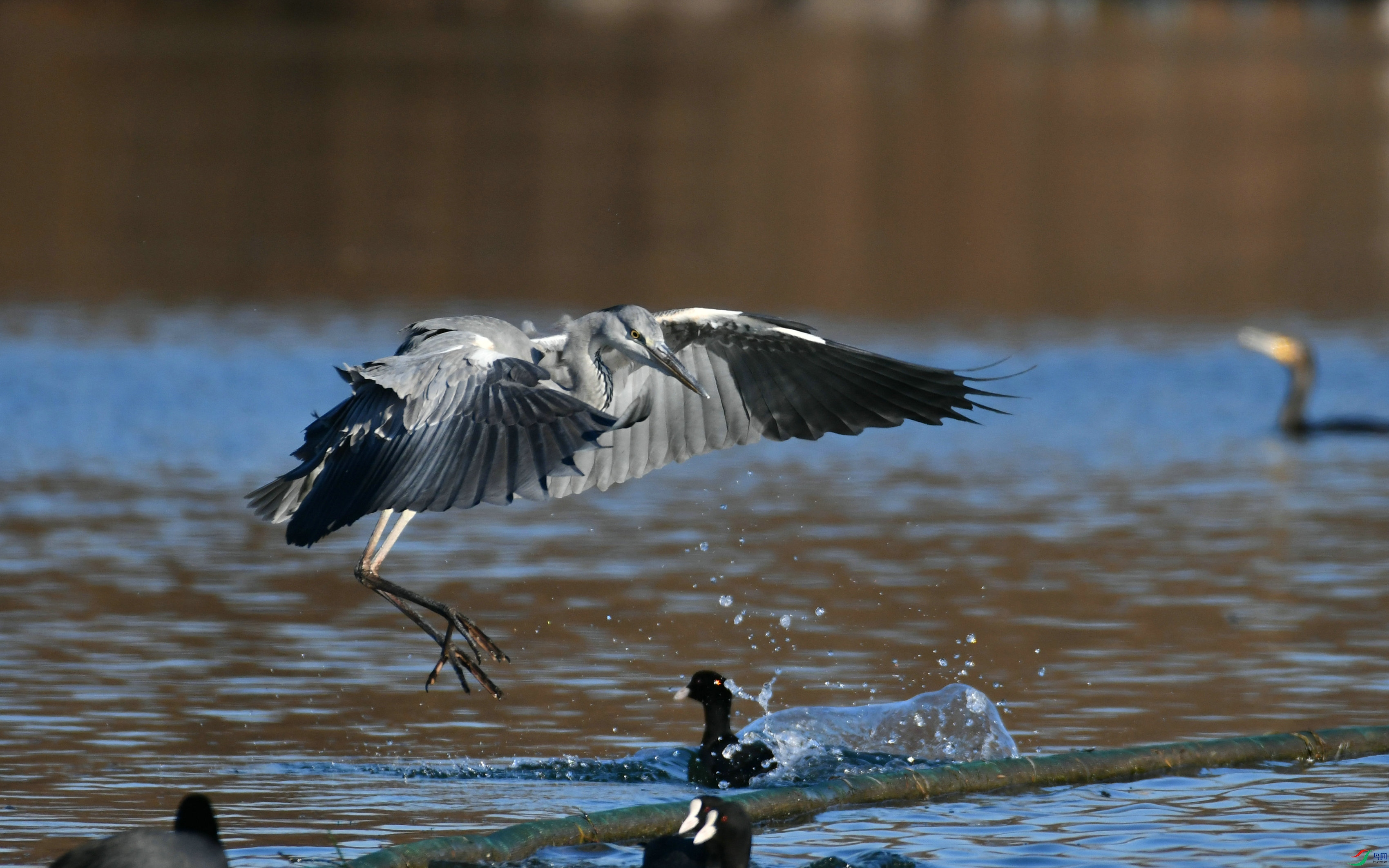 DSC_1164.JPG