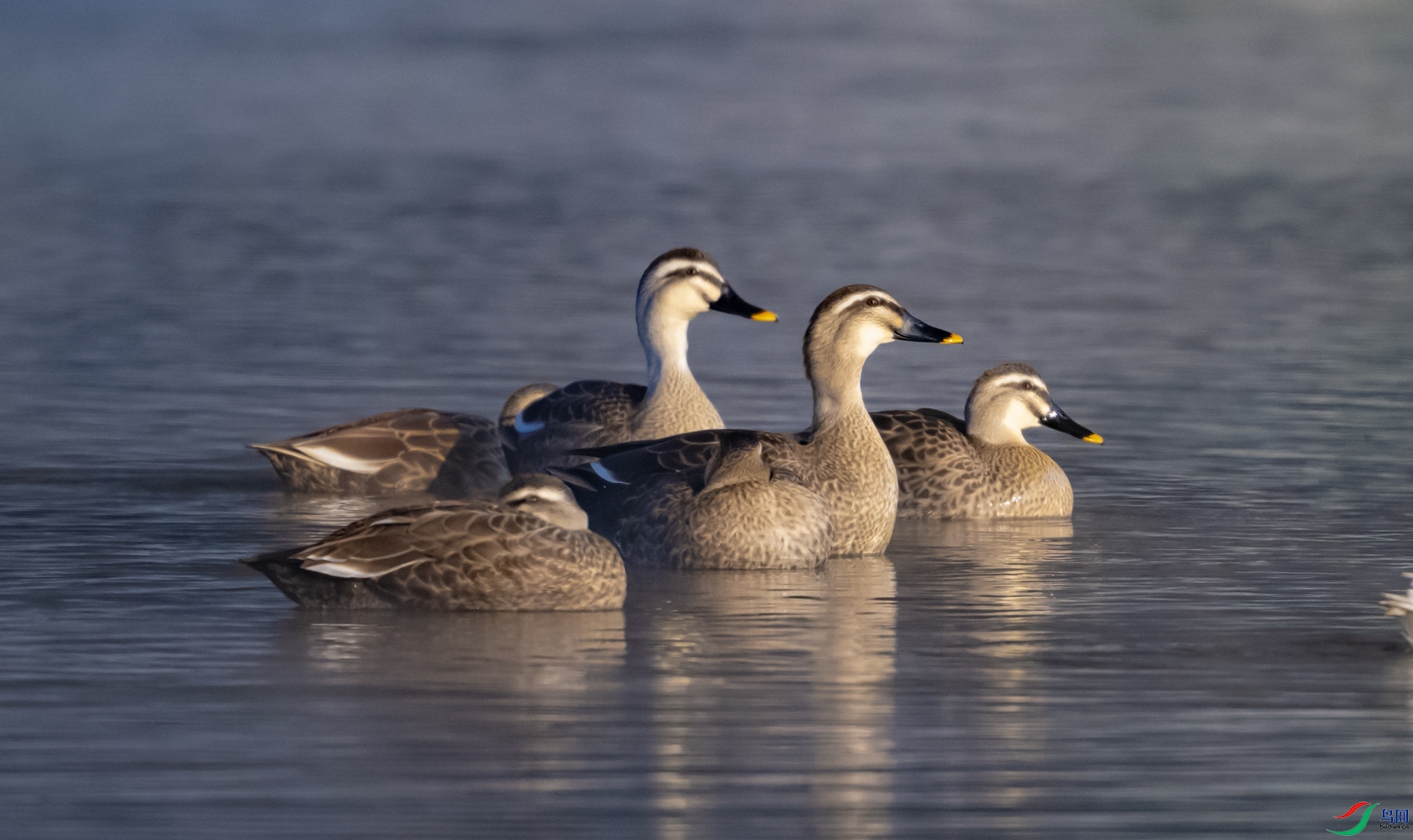 ��ͷѼ����Ѽ