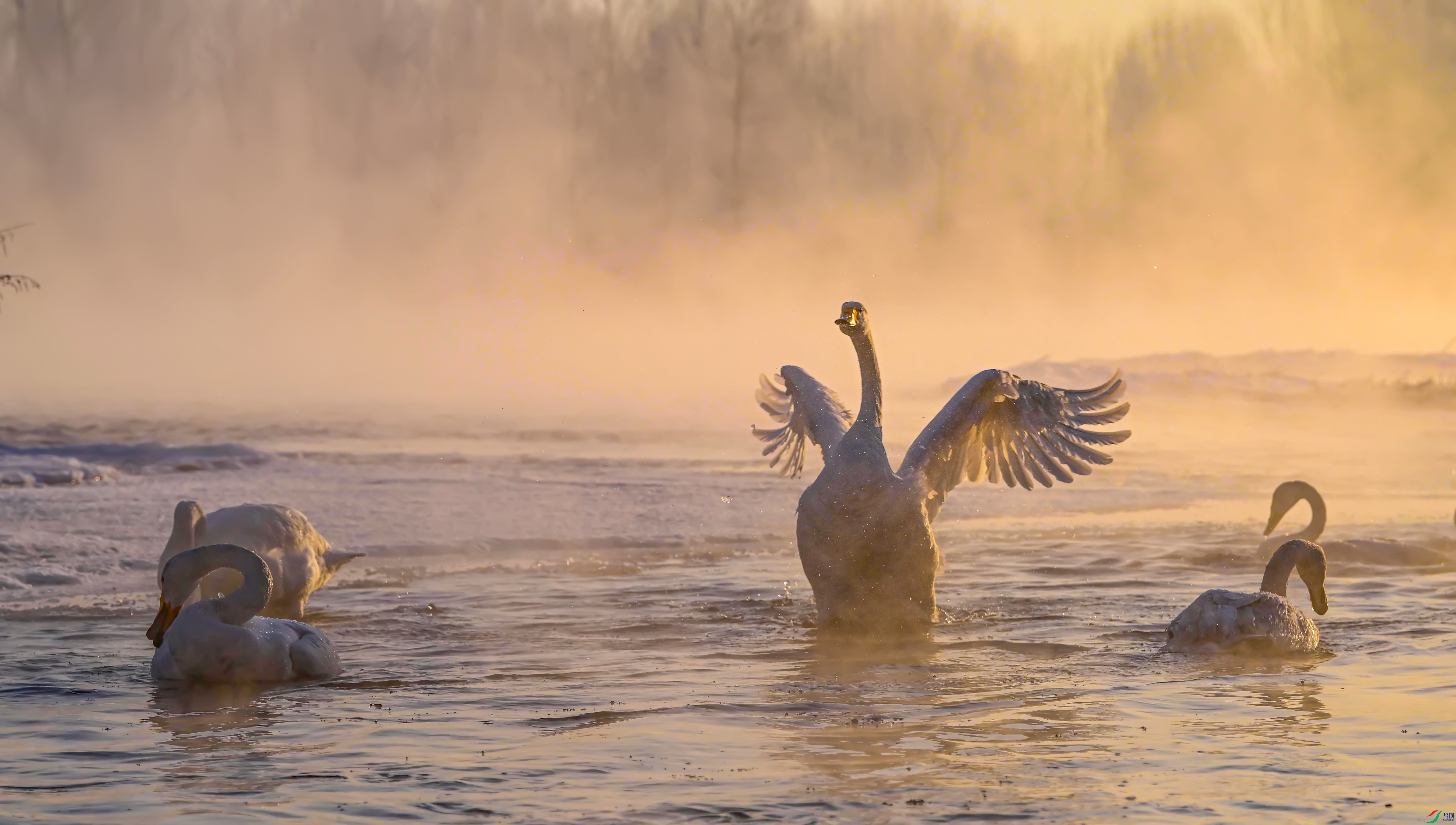 DSC_4972---.jpg