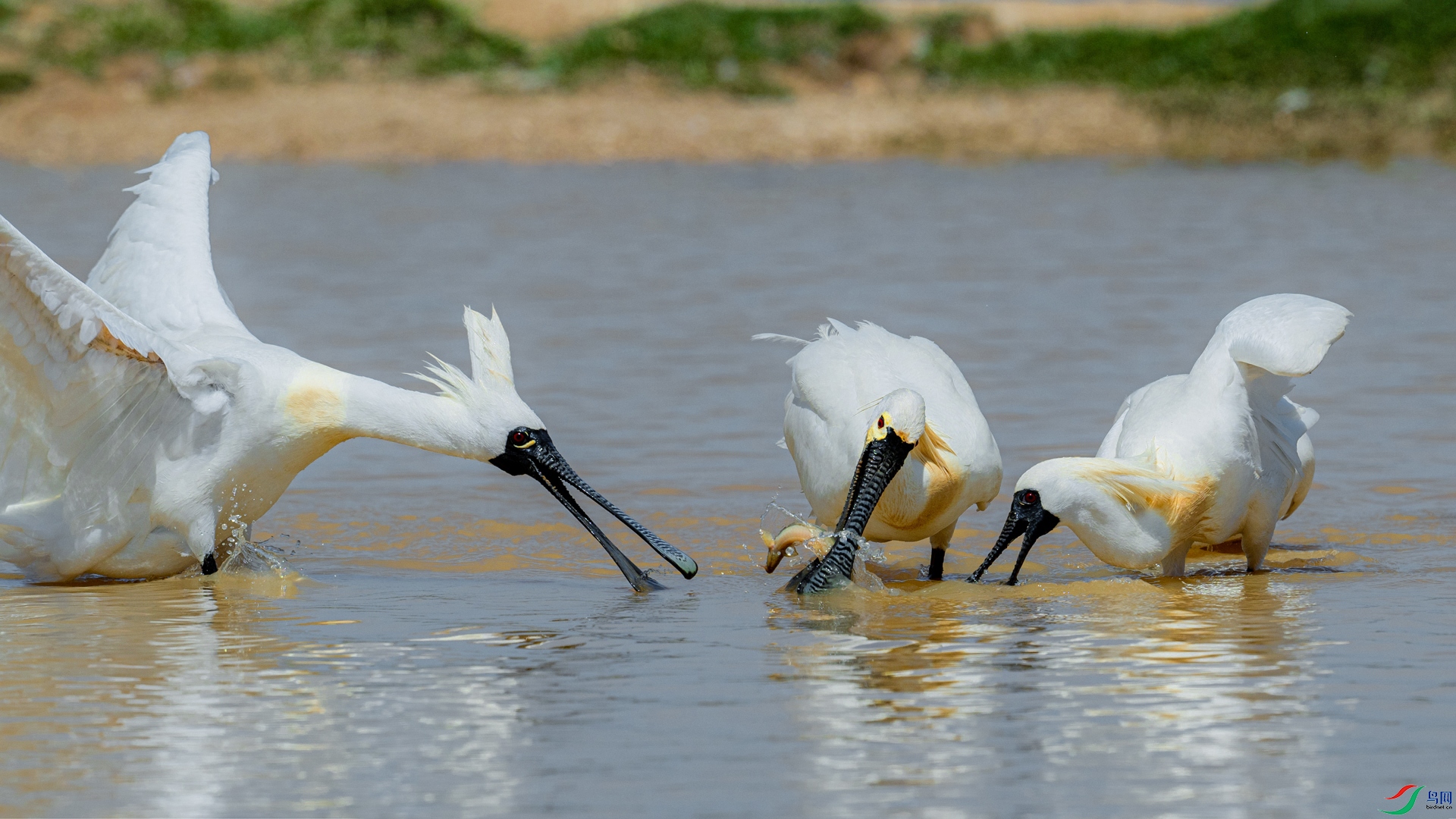 DSC_4552==1w.jpg