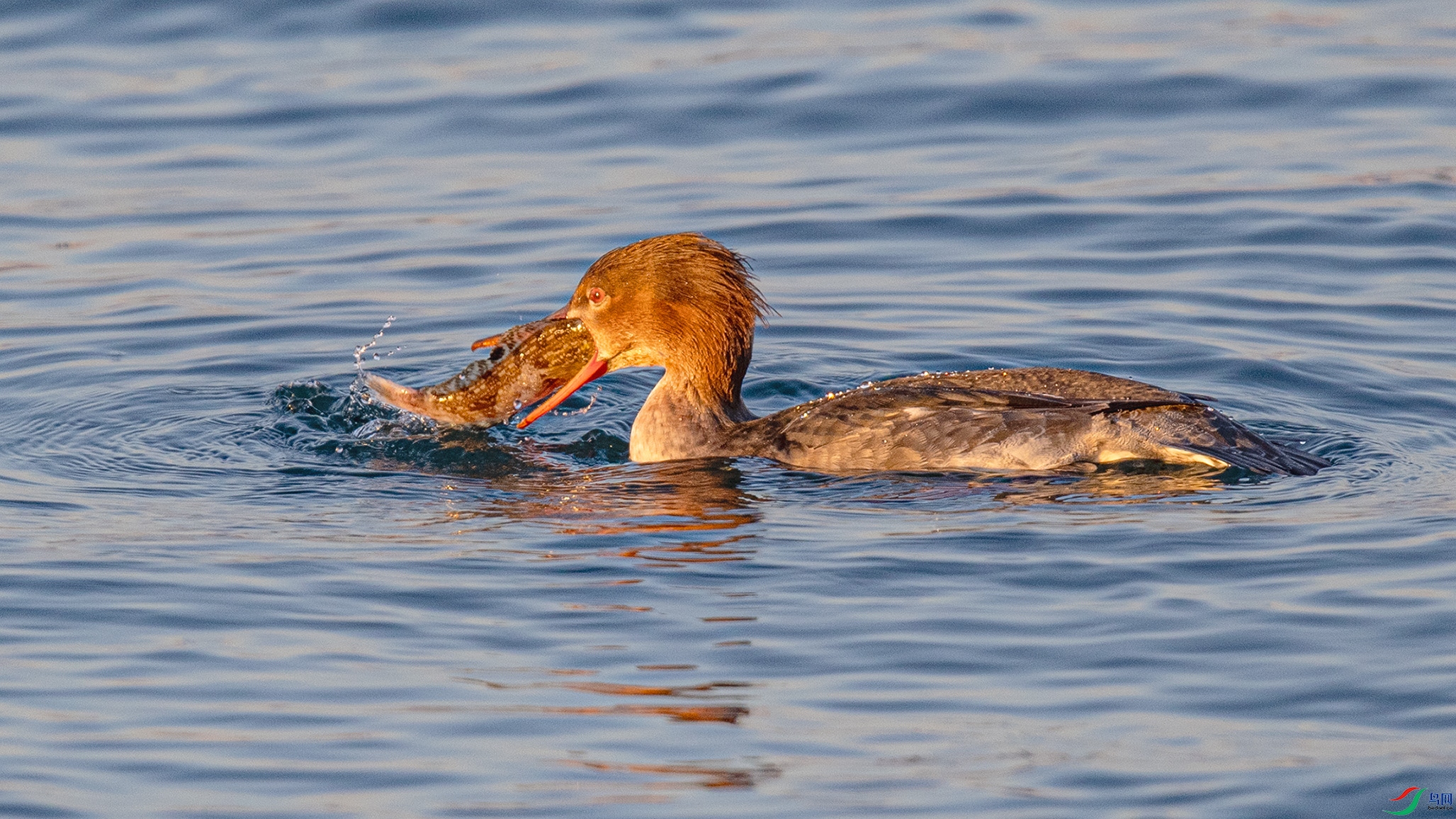 _90I0036 ����.jpg