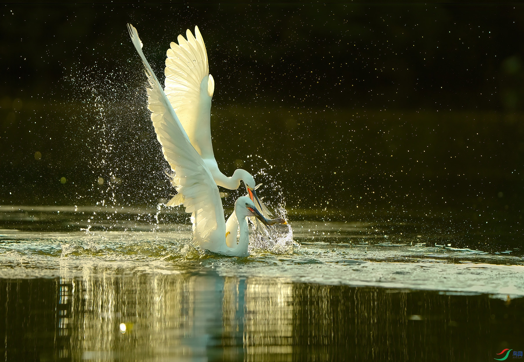 DSC00083-2 ����.jpg