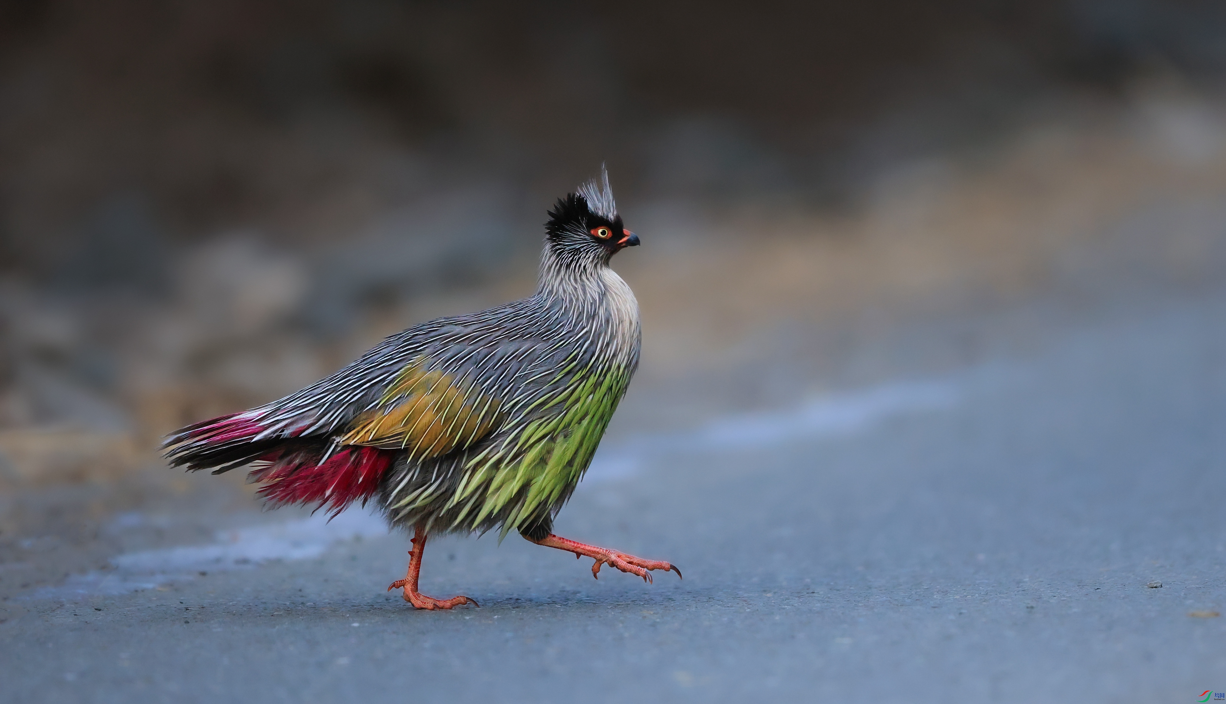 7X5A2419 - ����.JPG