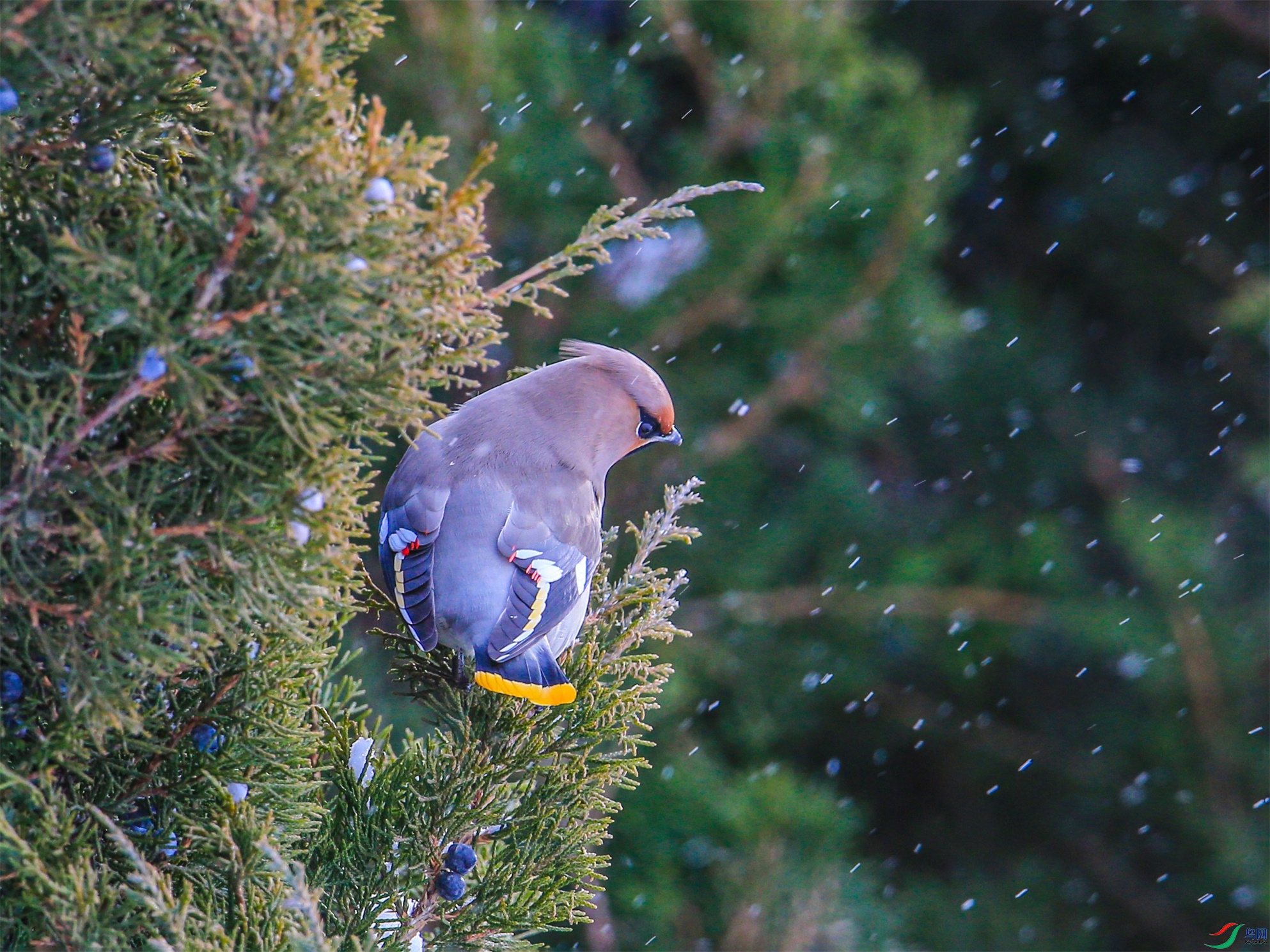 363 ����1.jpg