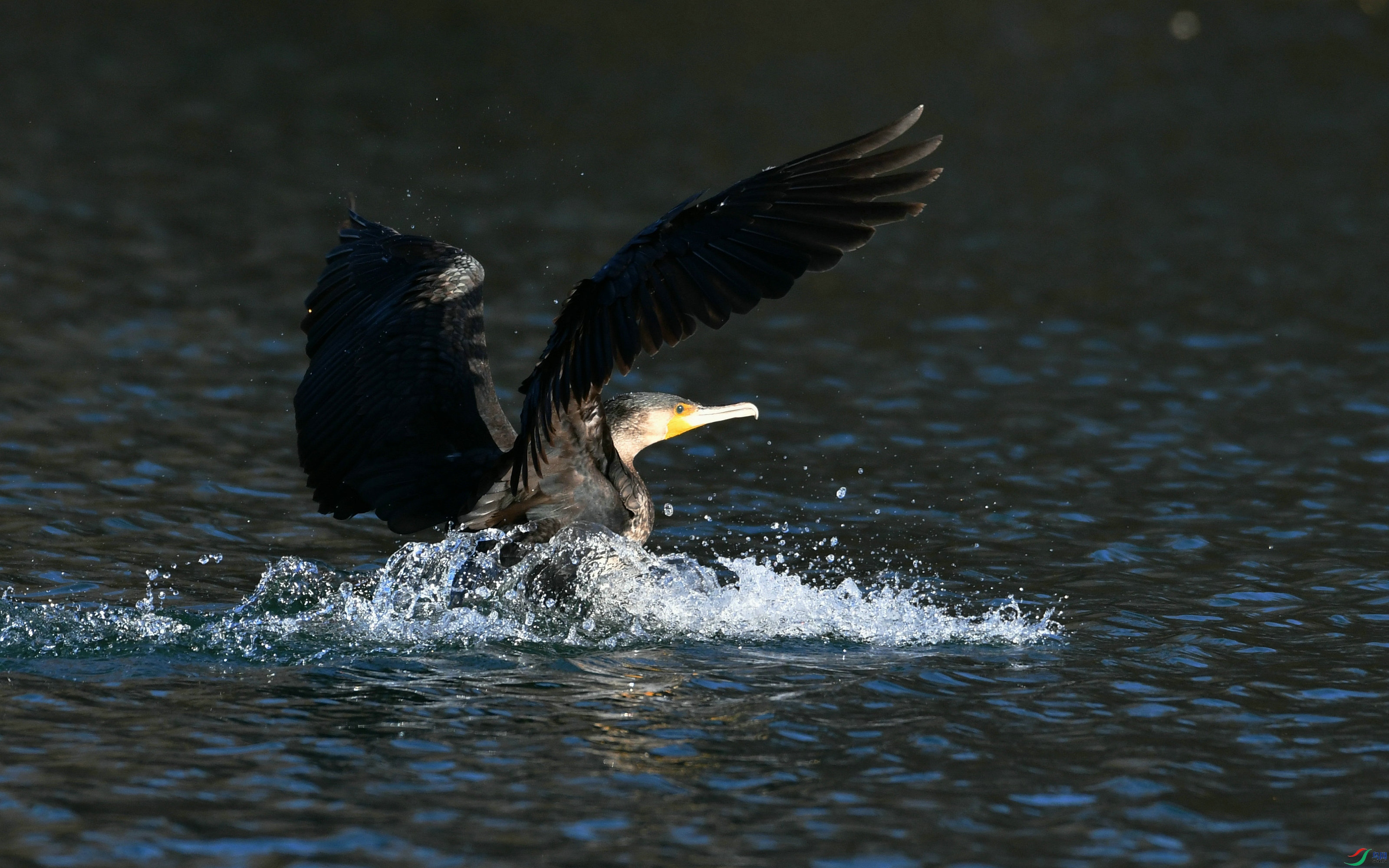 DSC_1235.JPG