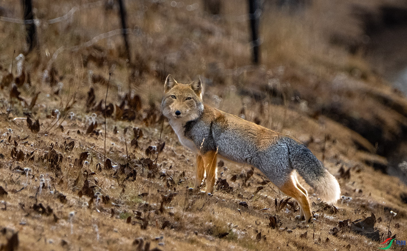 _DSC6592.jpg