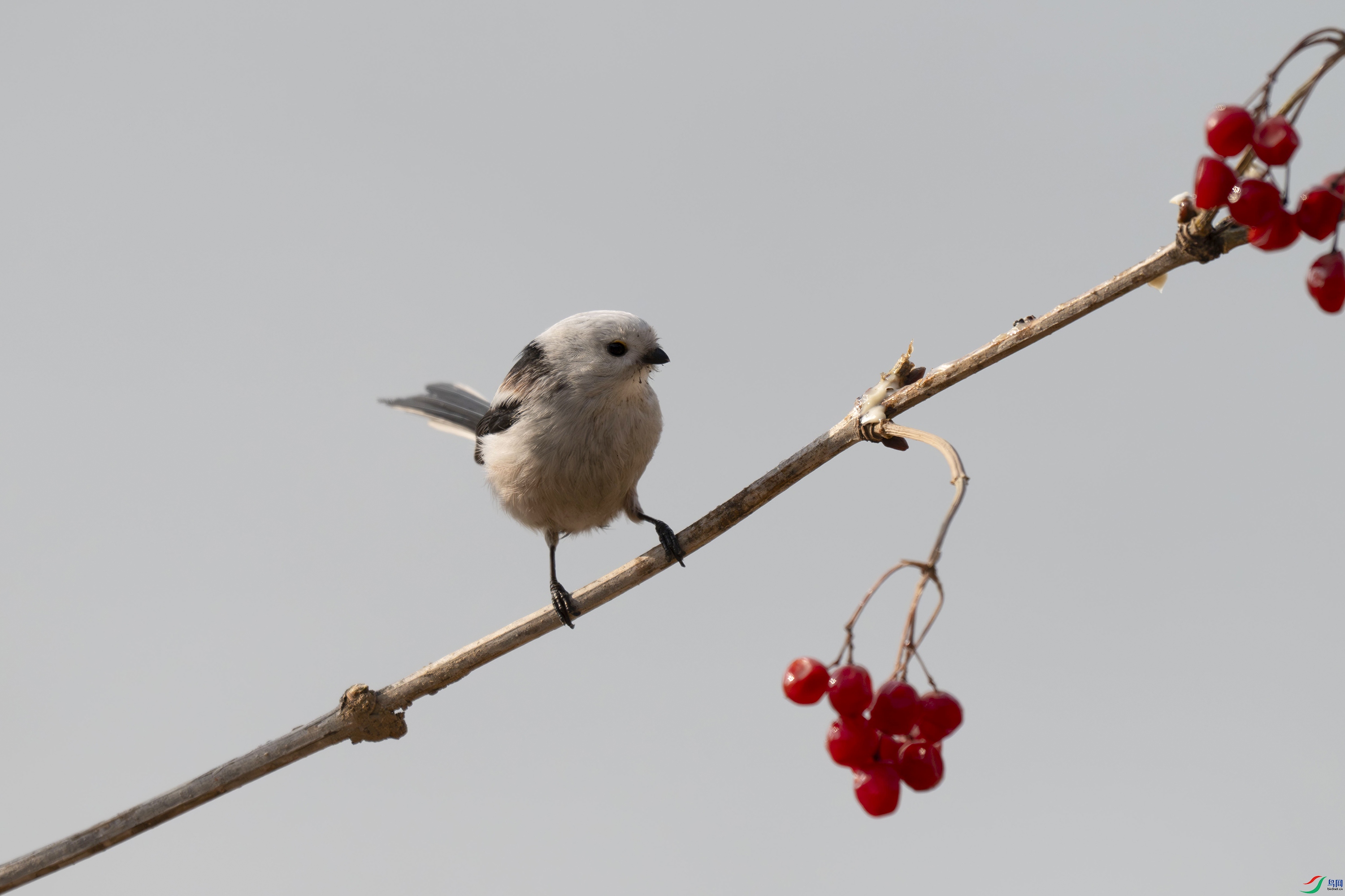 DSC_8548.jpg
