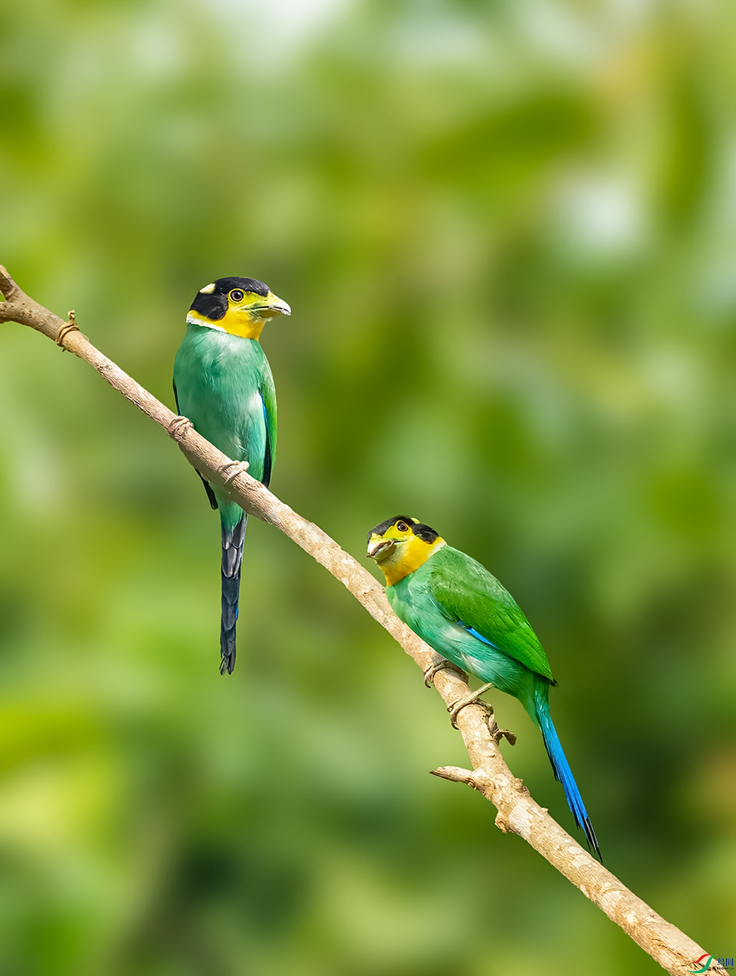 ��β������