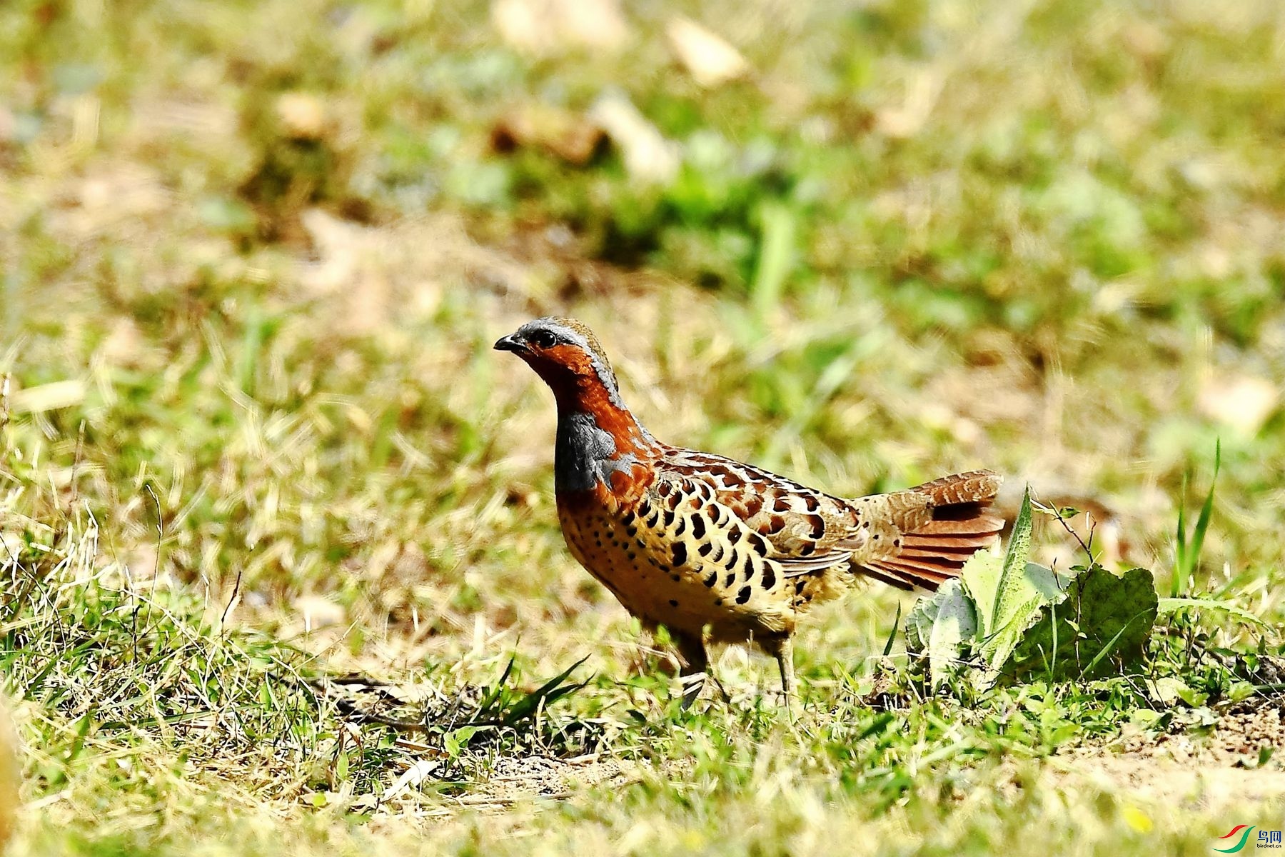 DSC_0560_����.jpg