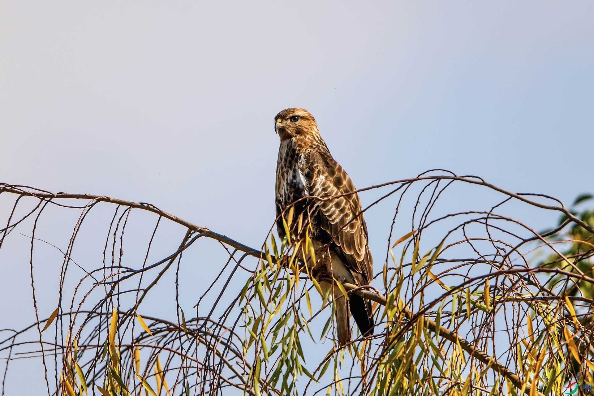 ��_AUU2807��ϲɽ��