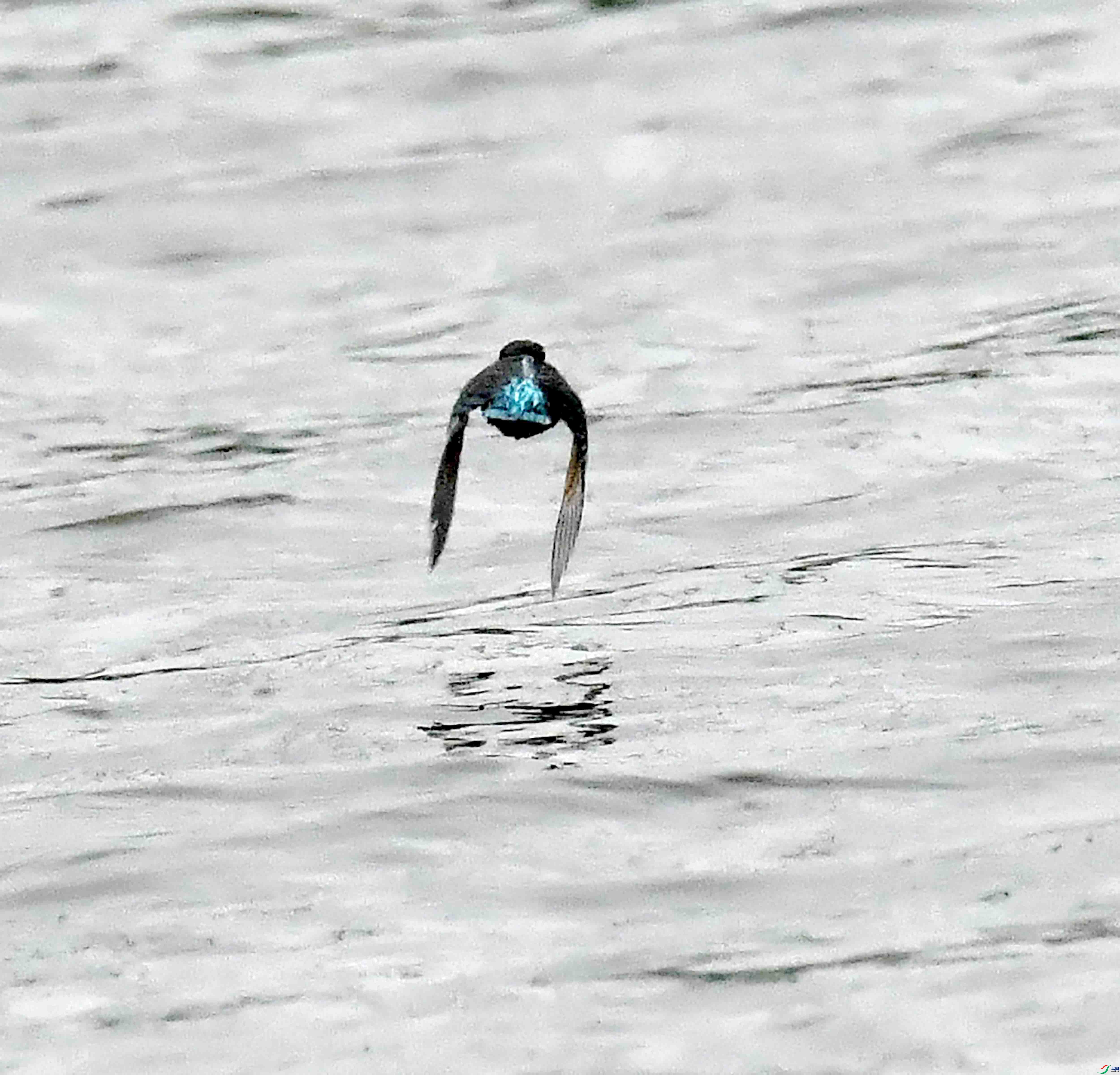 DSC_9579.JPG