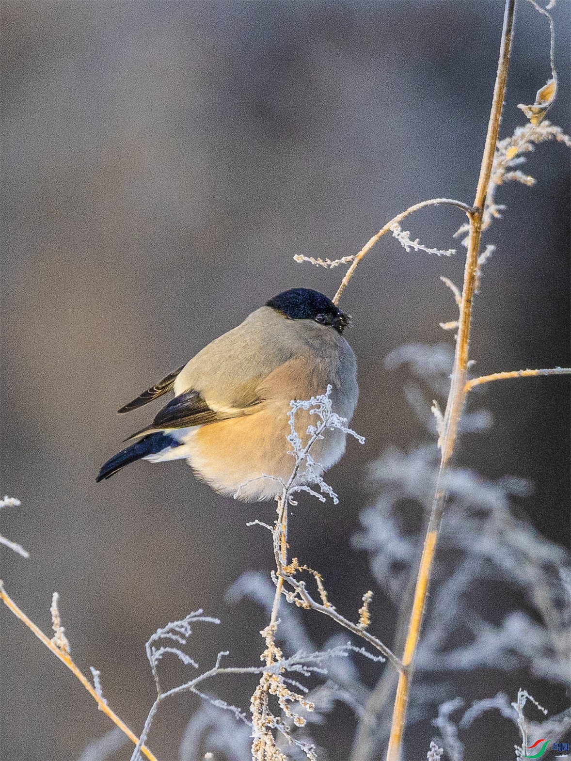 1K3A4917 ����1.jpg