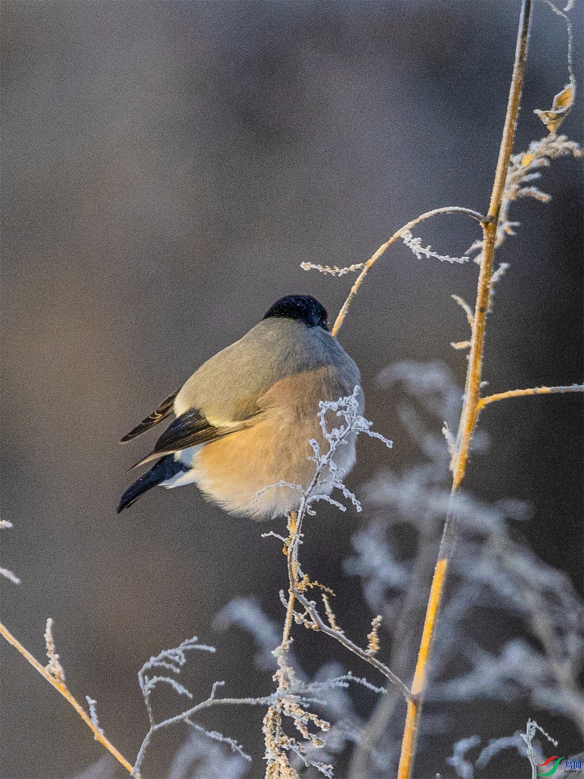 1K3A4920 ����1.jpg