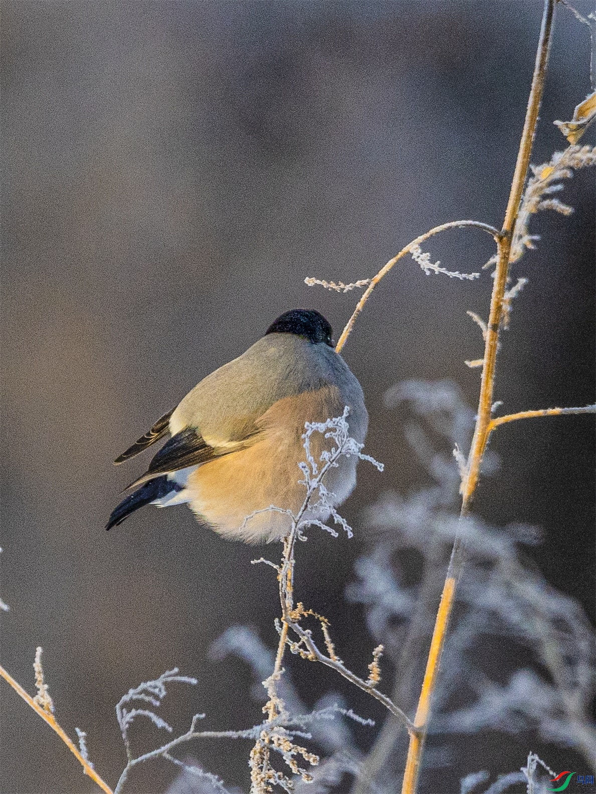 1K3A4924 ����1.jpg