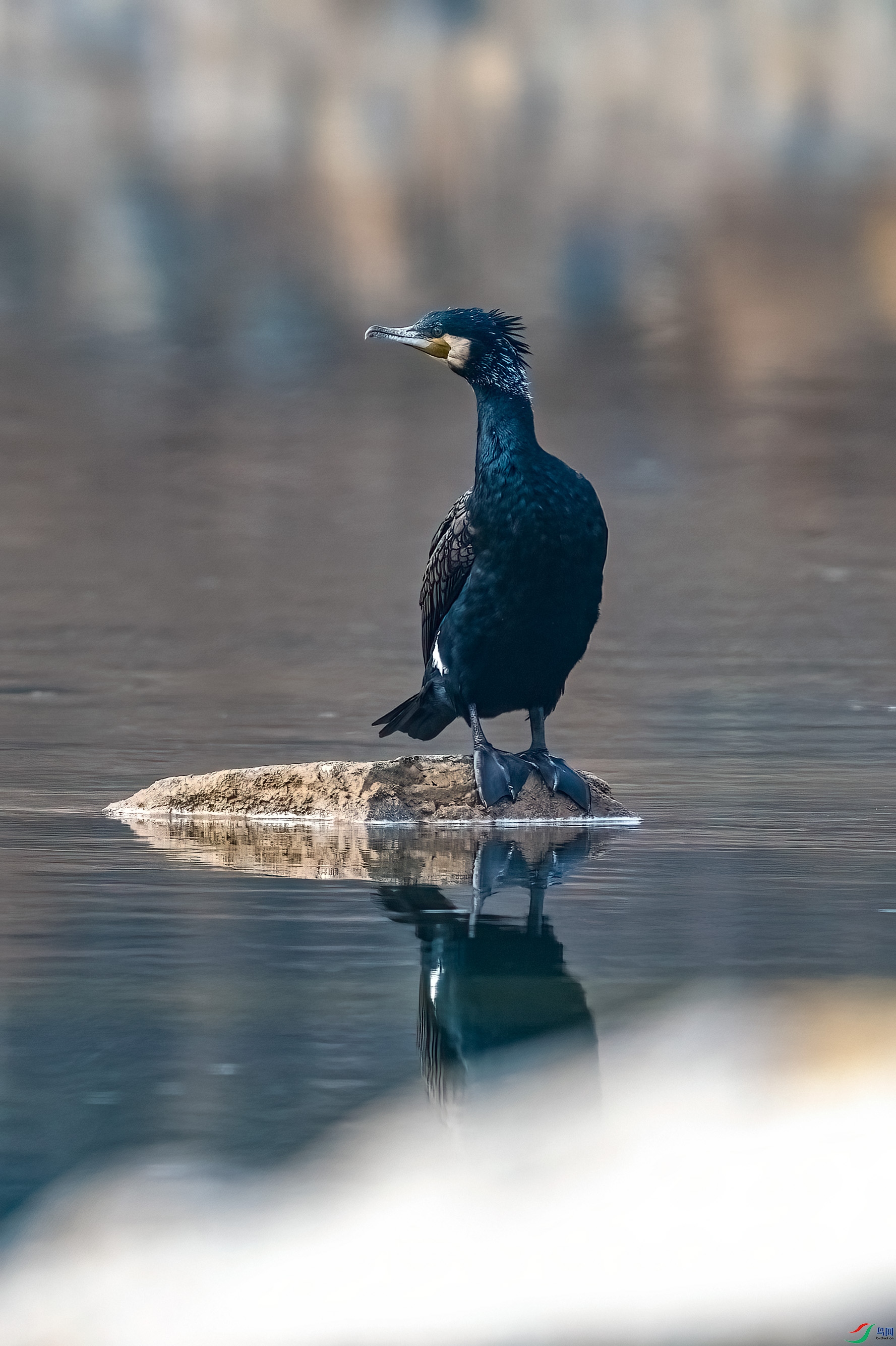DSC_4236.jpg