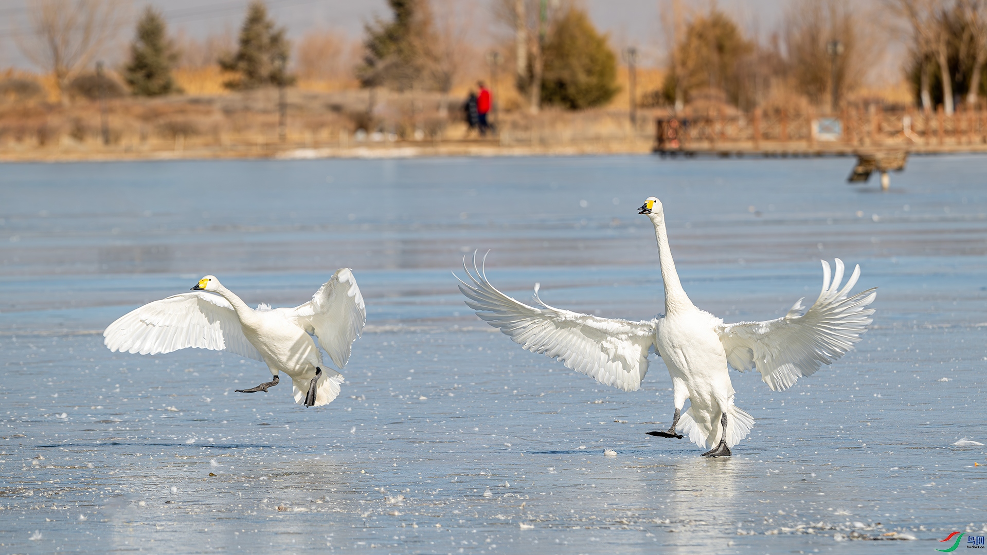 DSC_6471.jpg