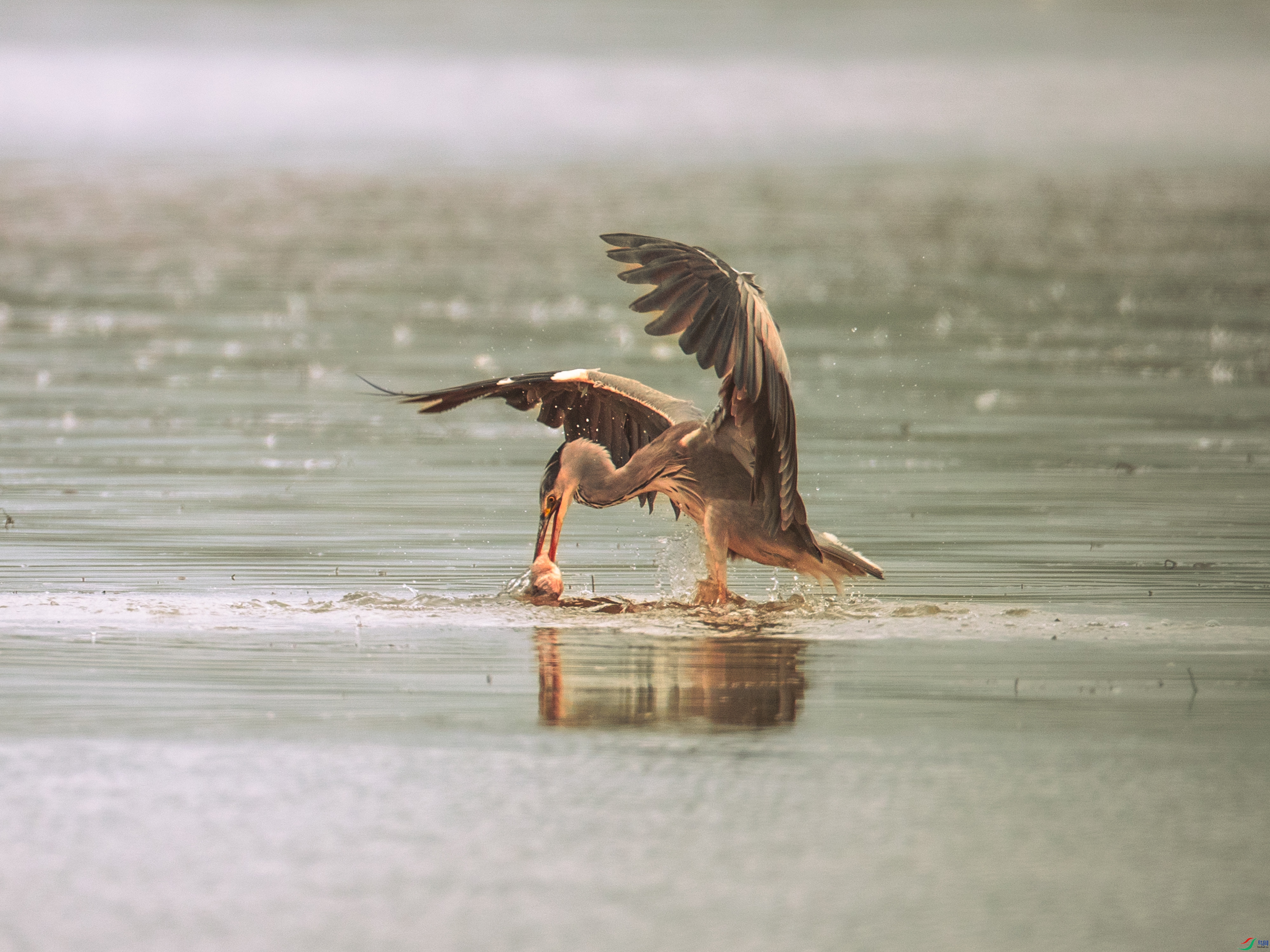 ��͡��価�������