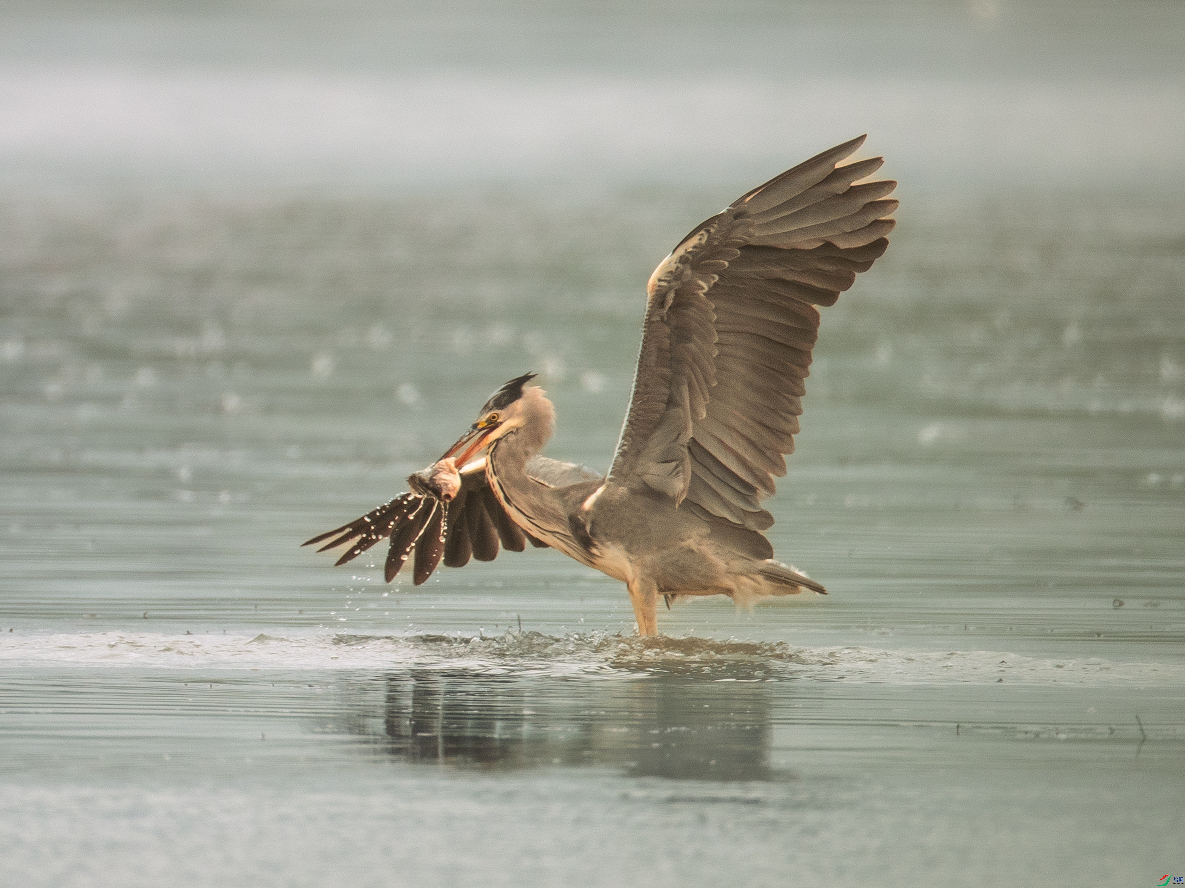 ��͡��価�������