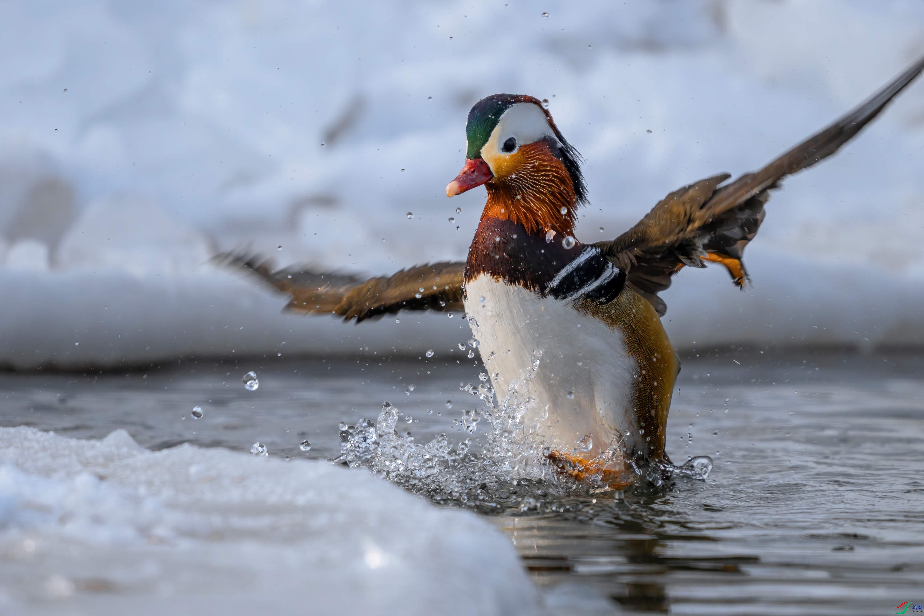 DSC02841 ����.jpg