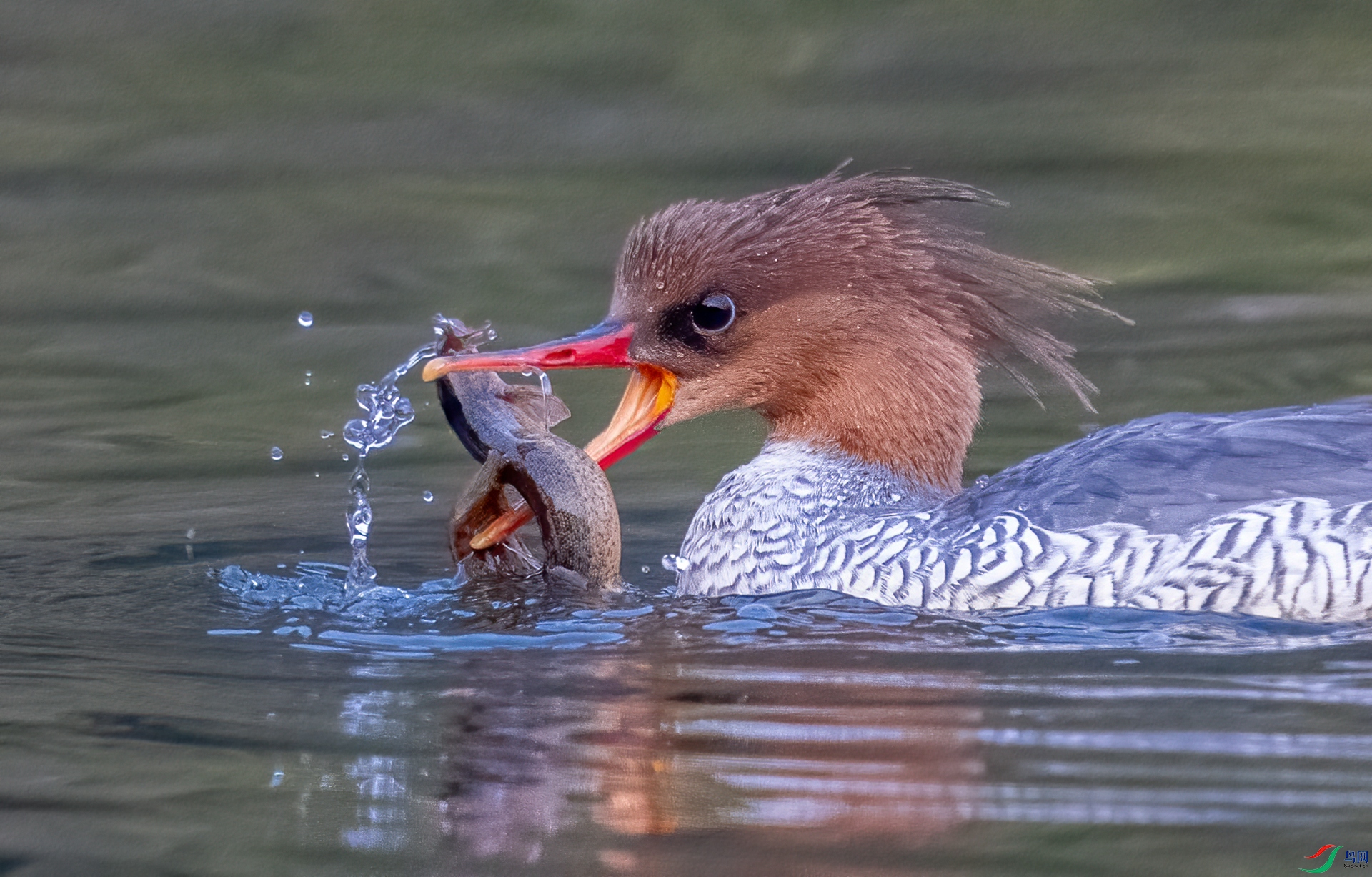 DSC_6726_5.jpg