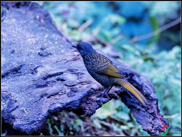 ��ɫ����