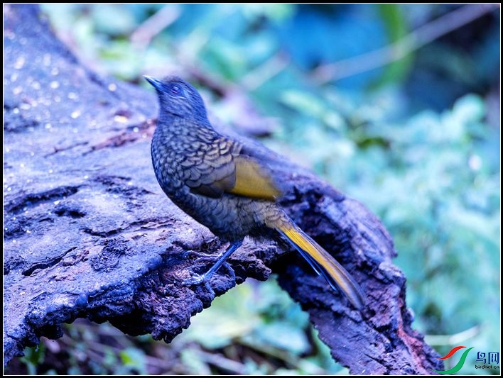 ��ɫ����