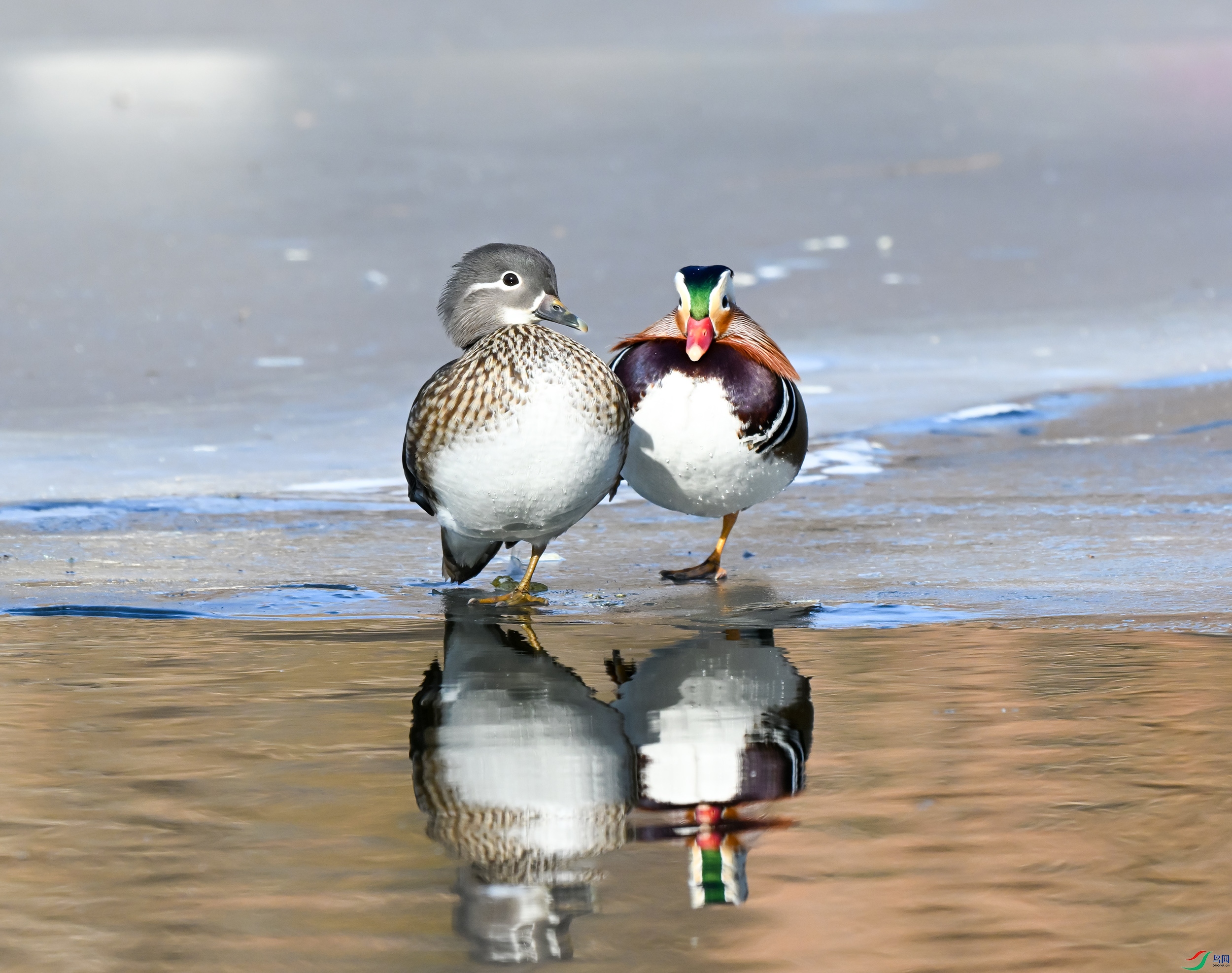 DSC_6474.JPG