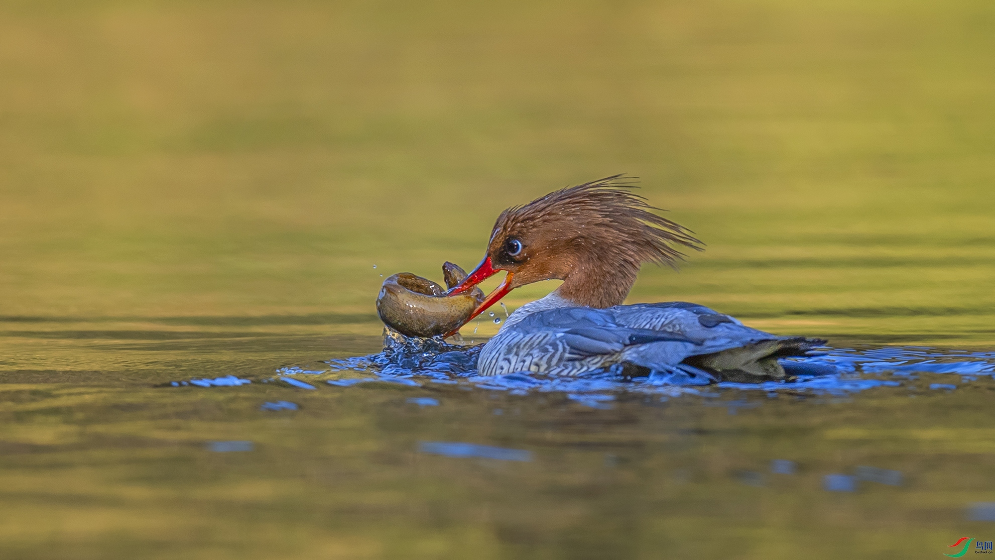 _DSC5150-1.jpg