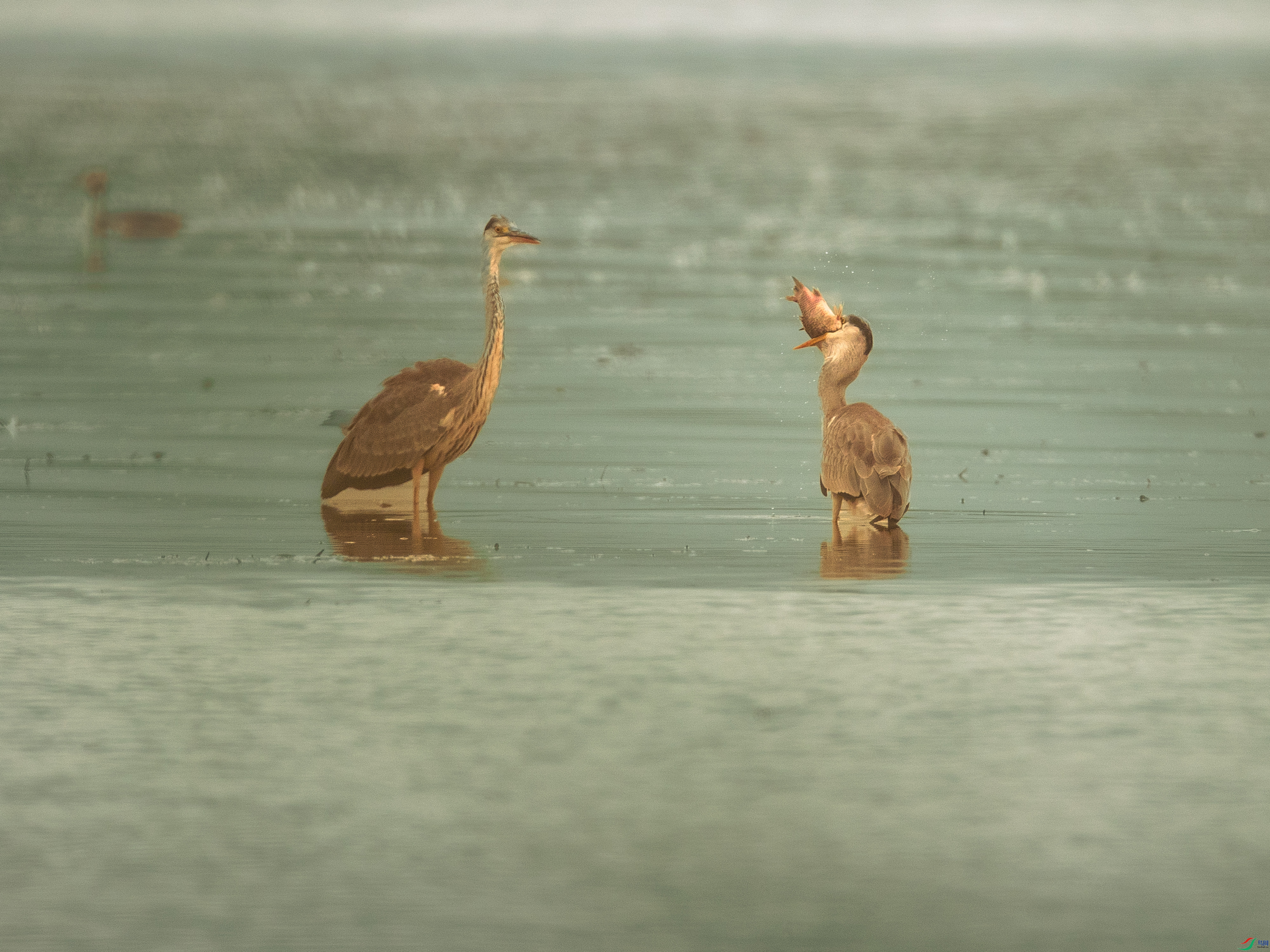 �������