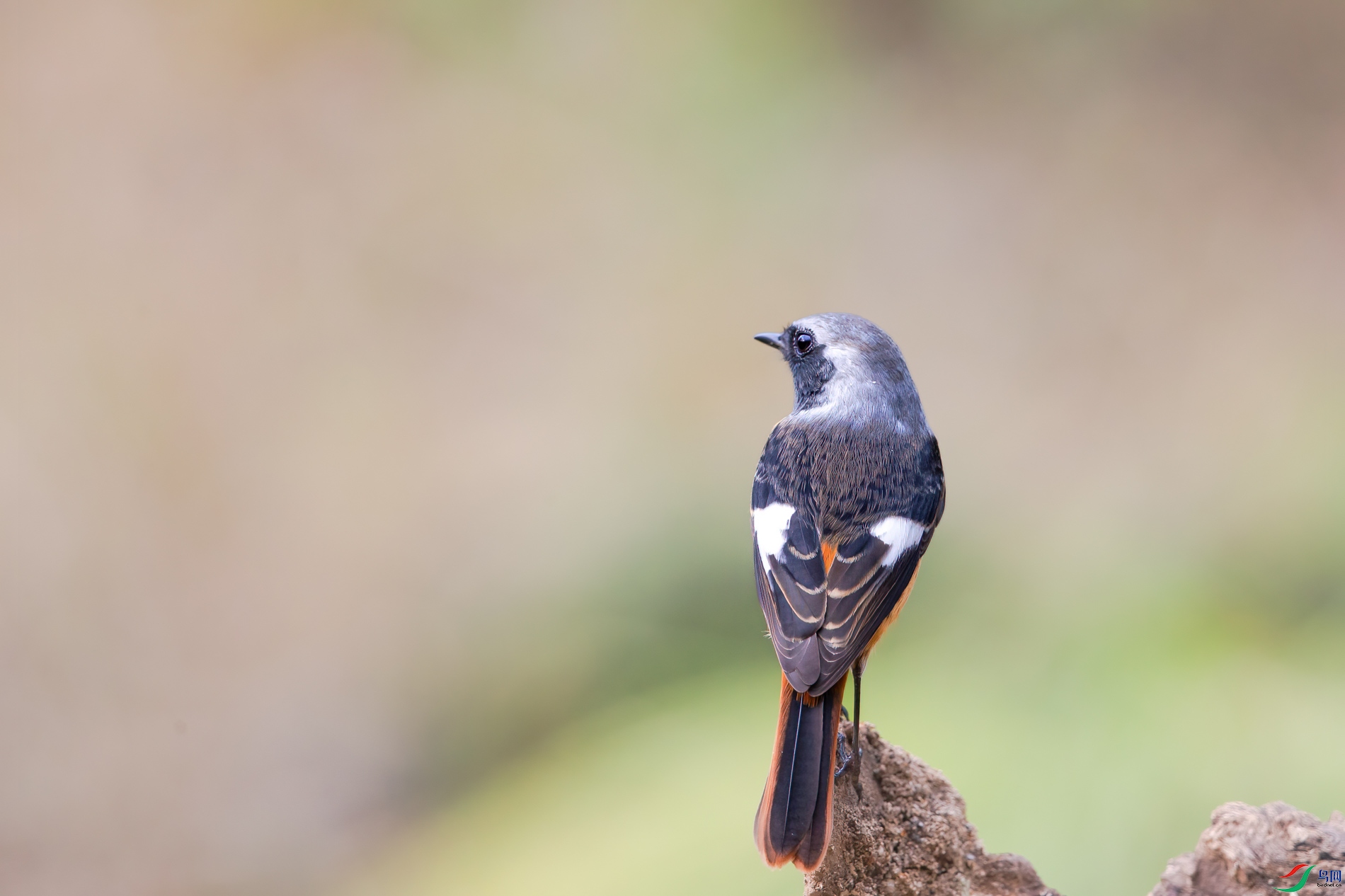 AQ4P3283-1.jpg
