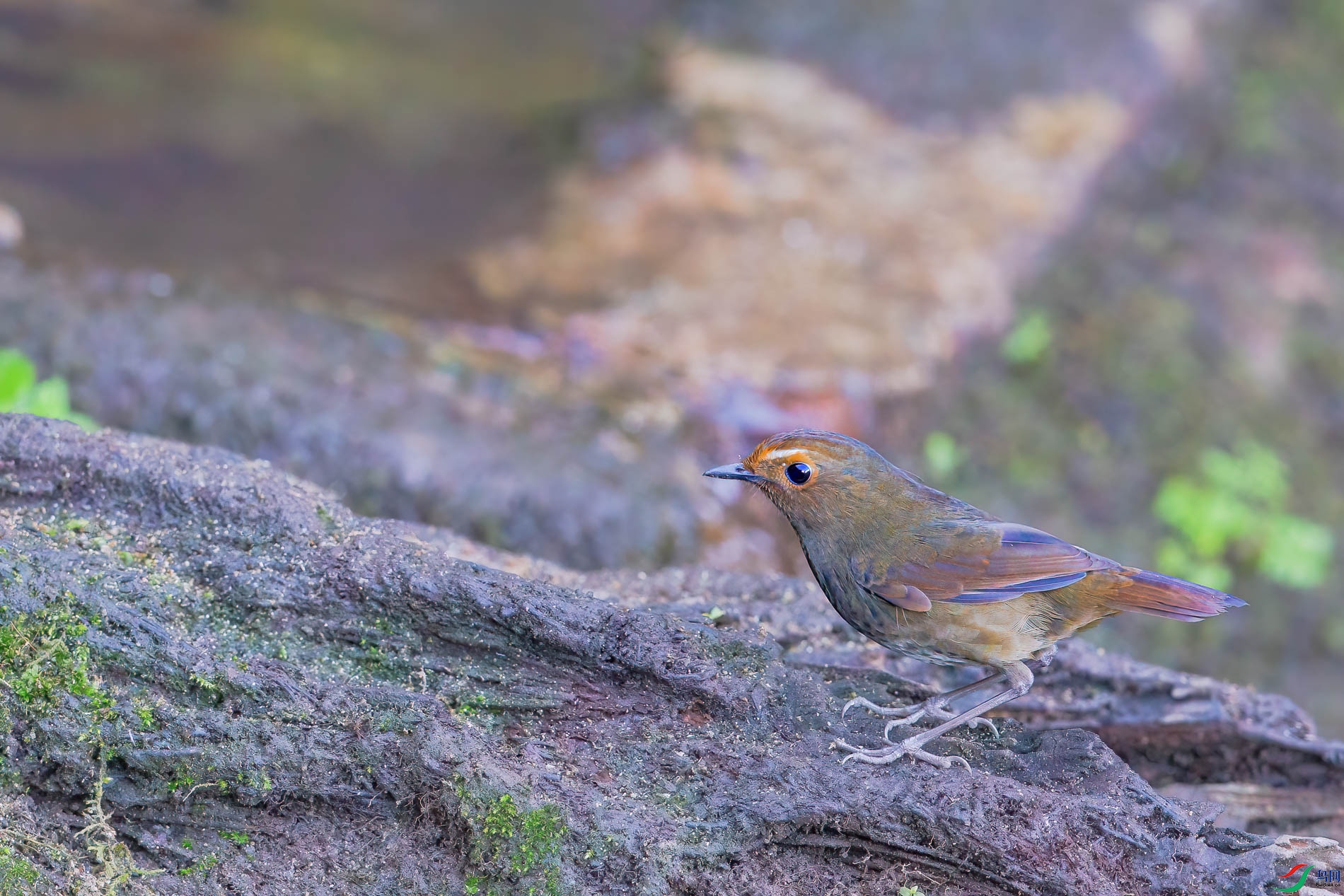 a_21320-1.jpg