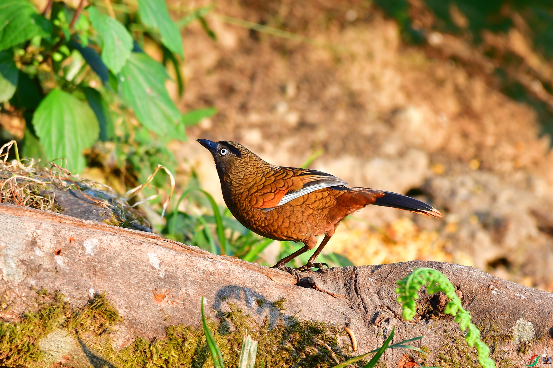 DSC_4180-1.jpg