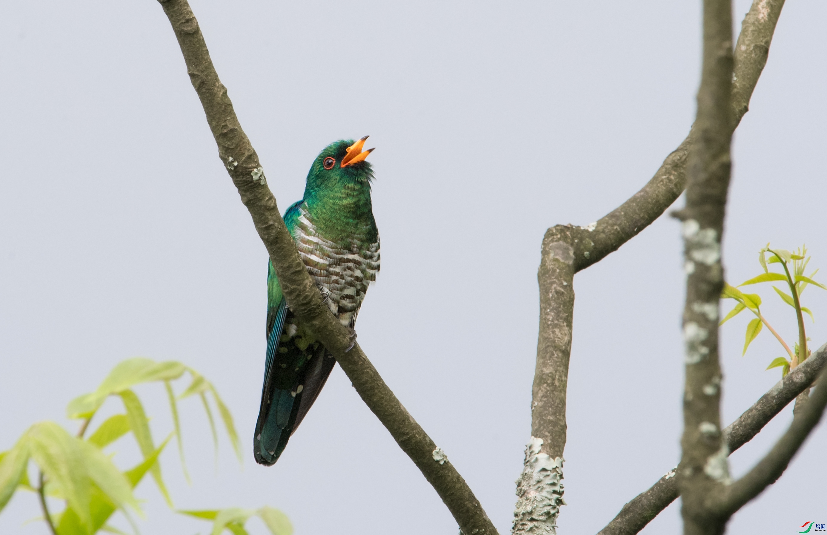 DSC_9567.jpg