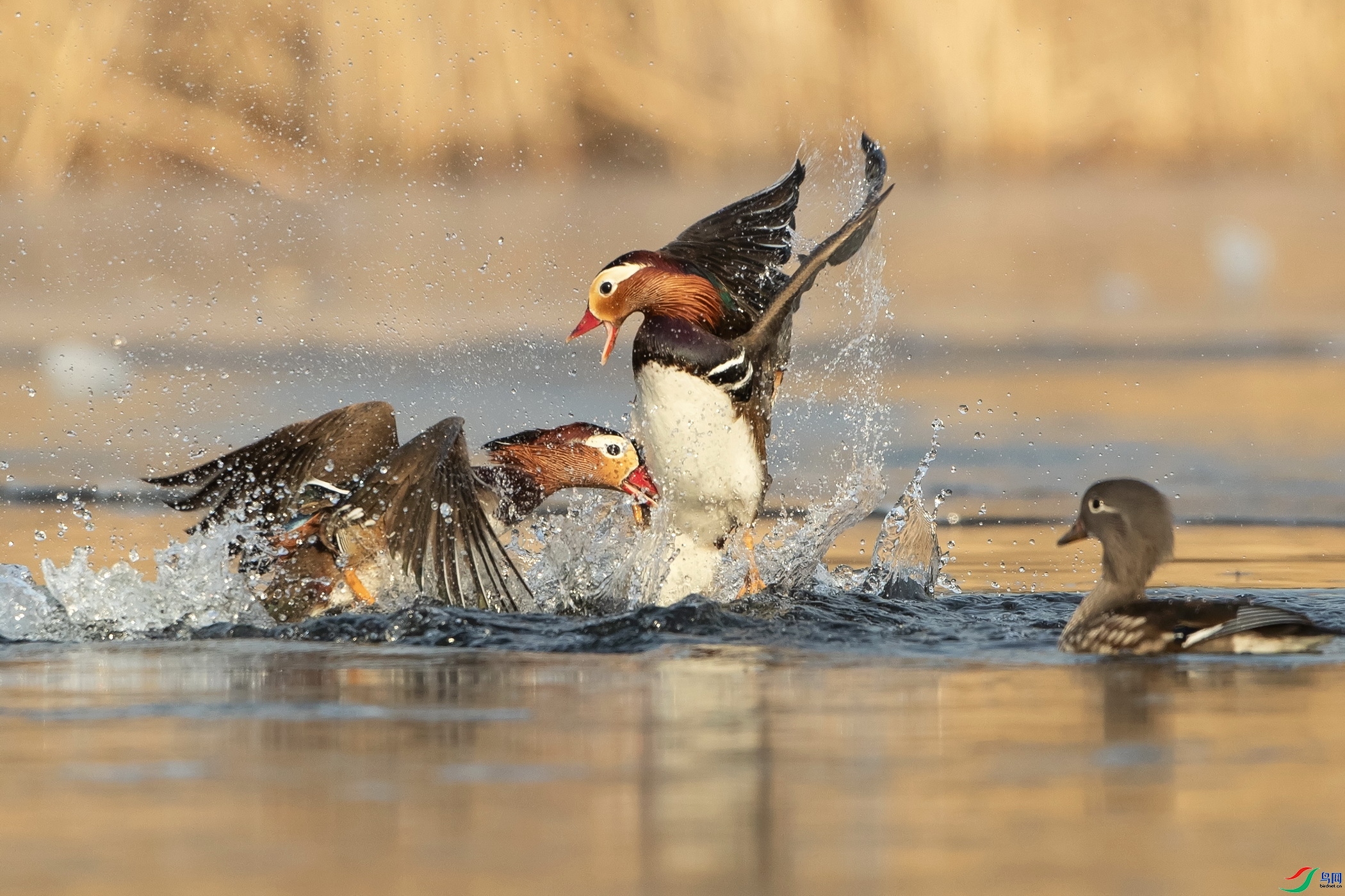 ����  ���� ��ʯ ����.jpg