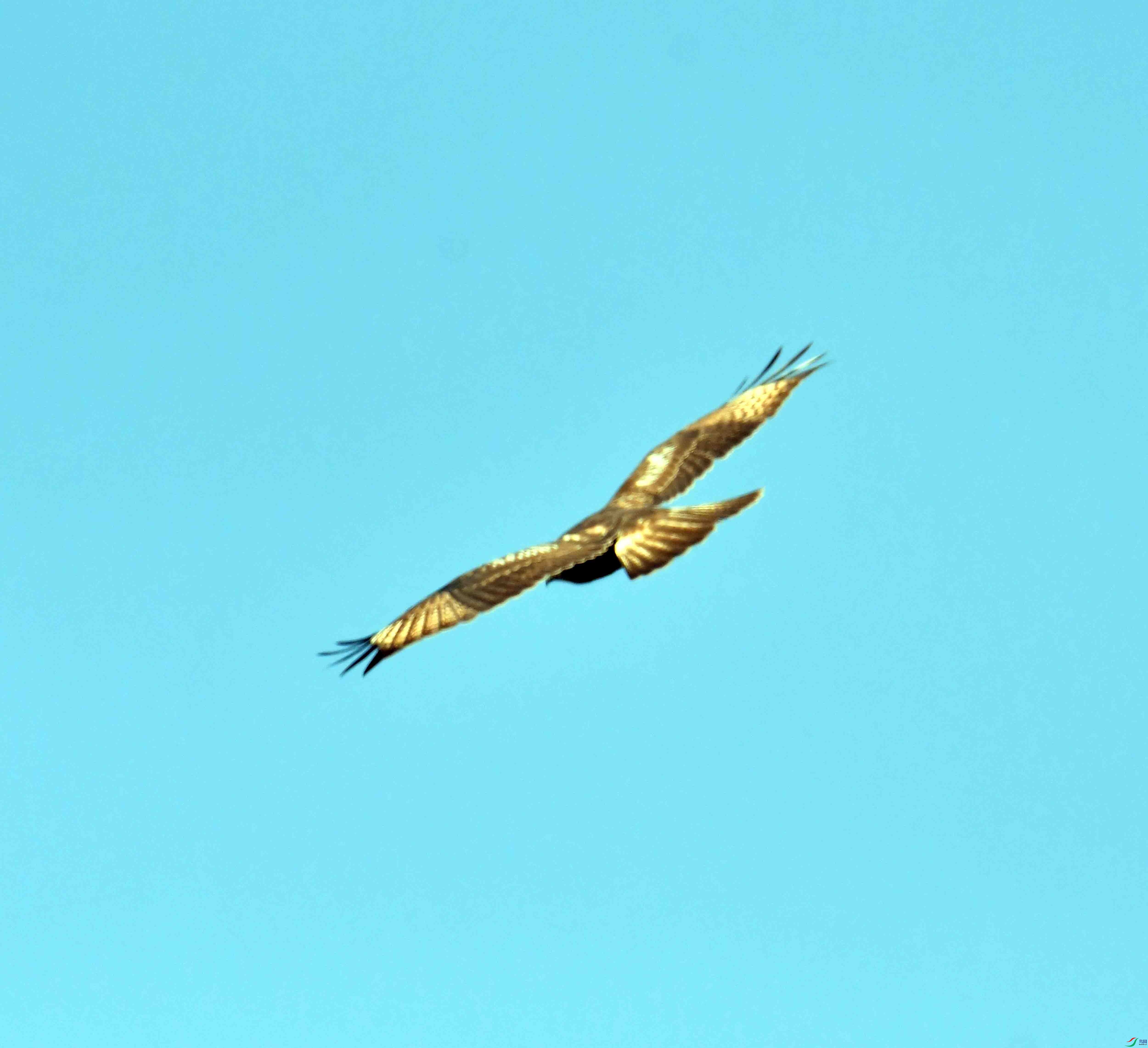 DSC_0533.JPG