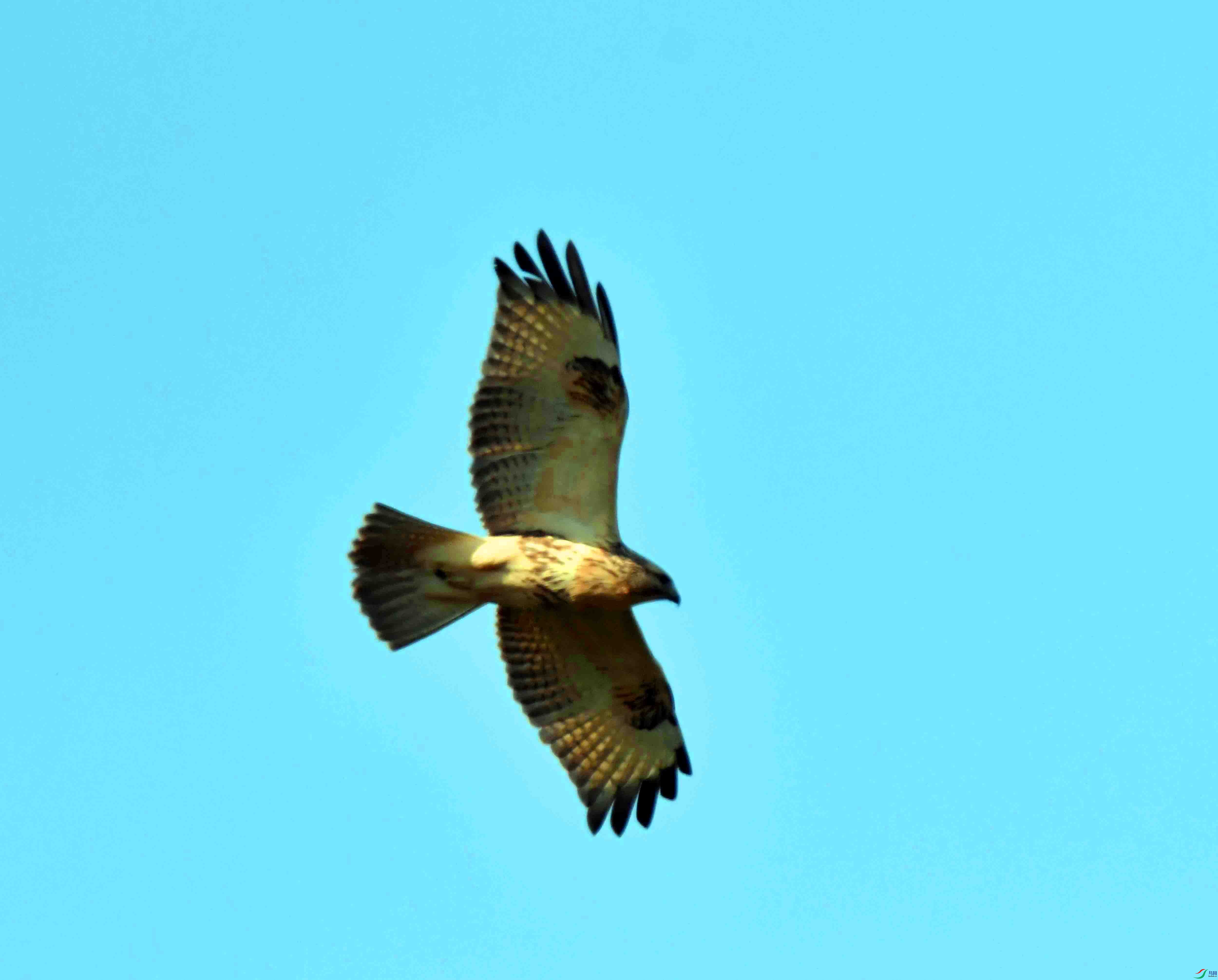 DSC_0537.JPG