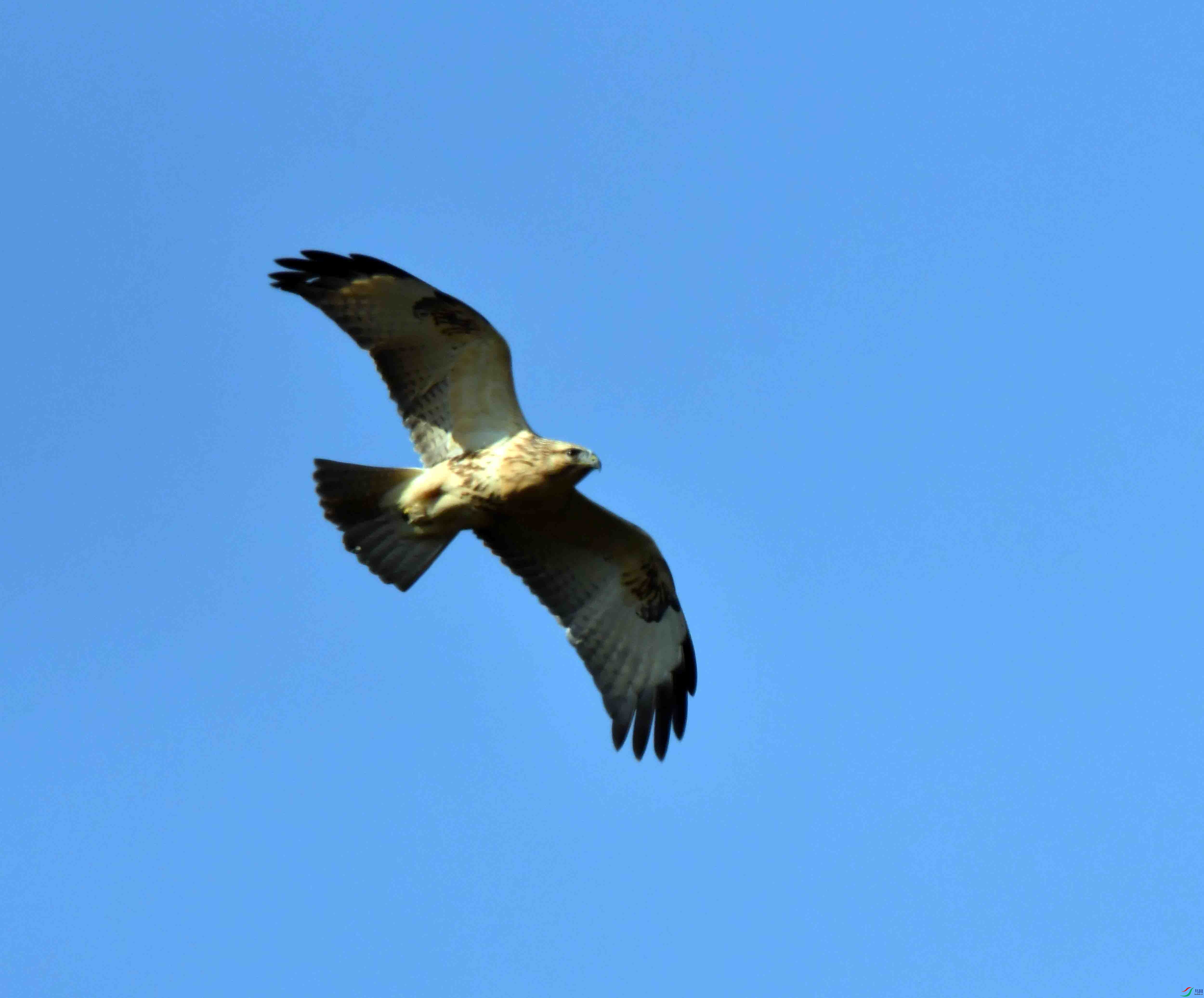 DSC_0536.JPG