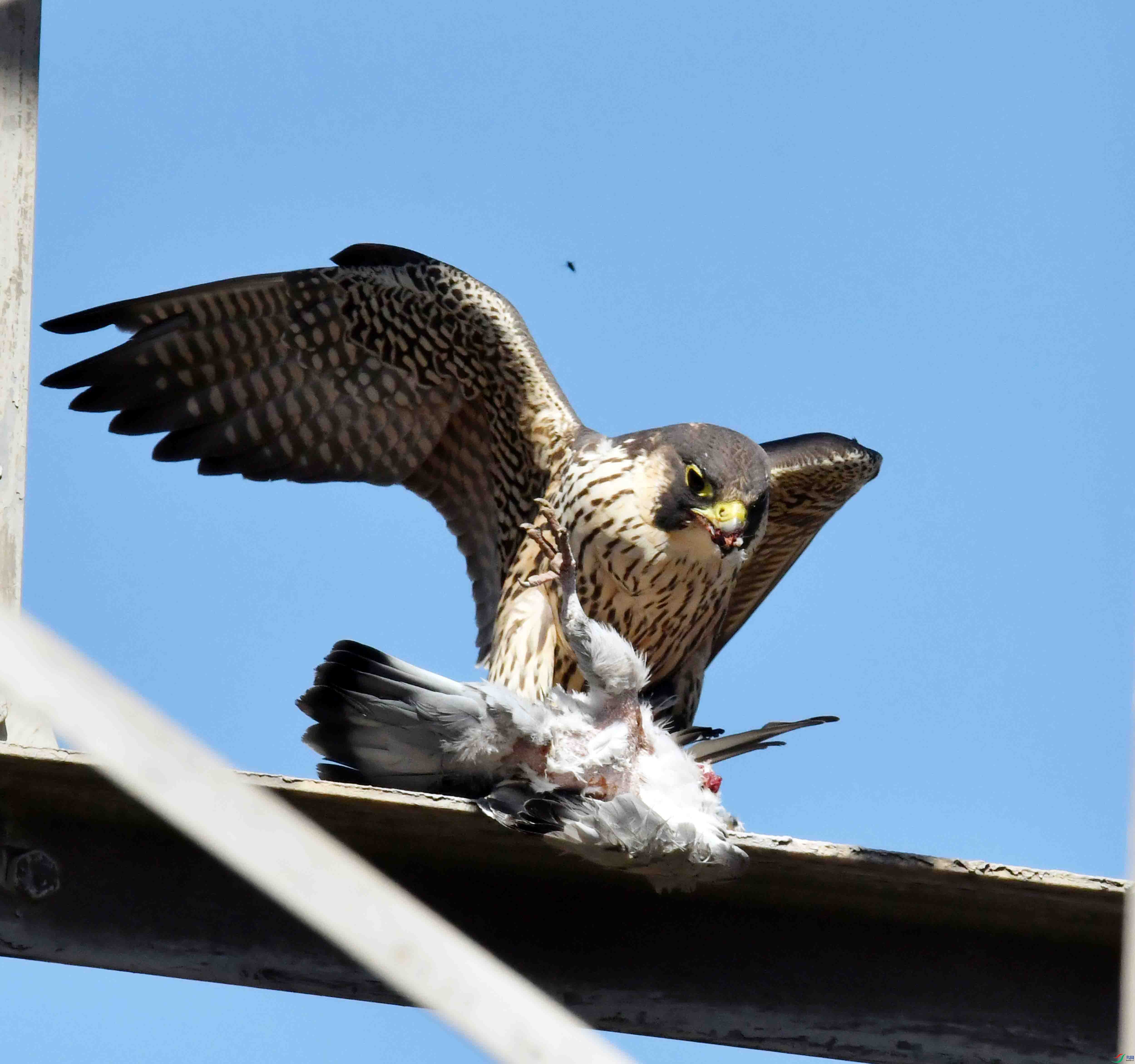 DSC_3285.JPG