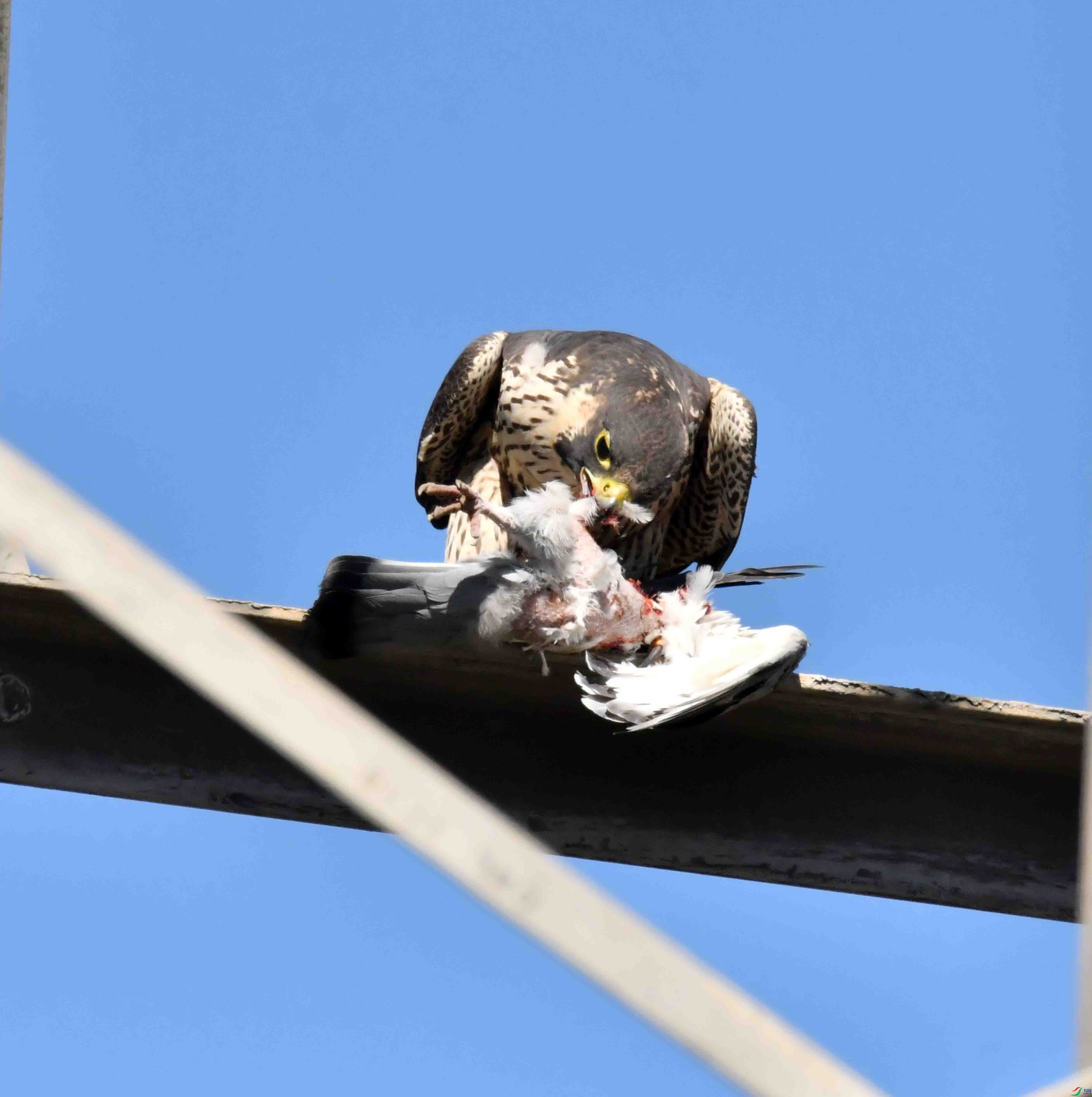 DSC_3309.JPG